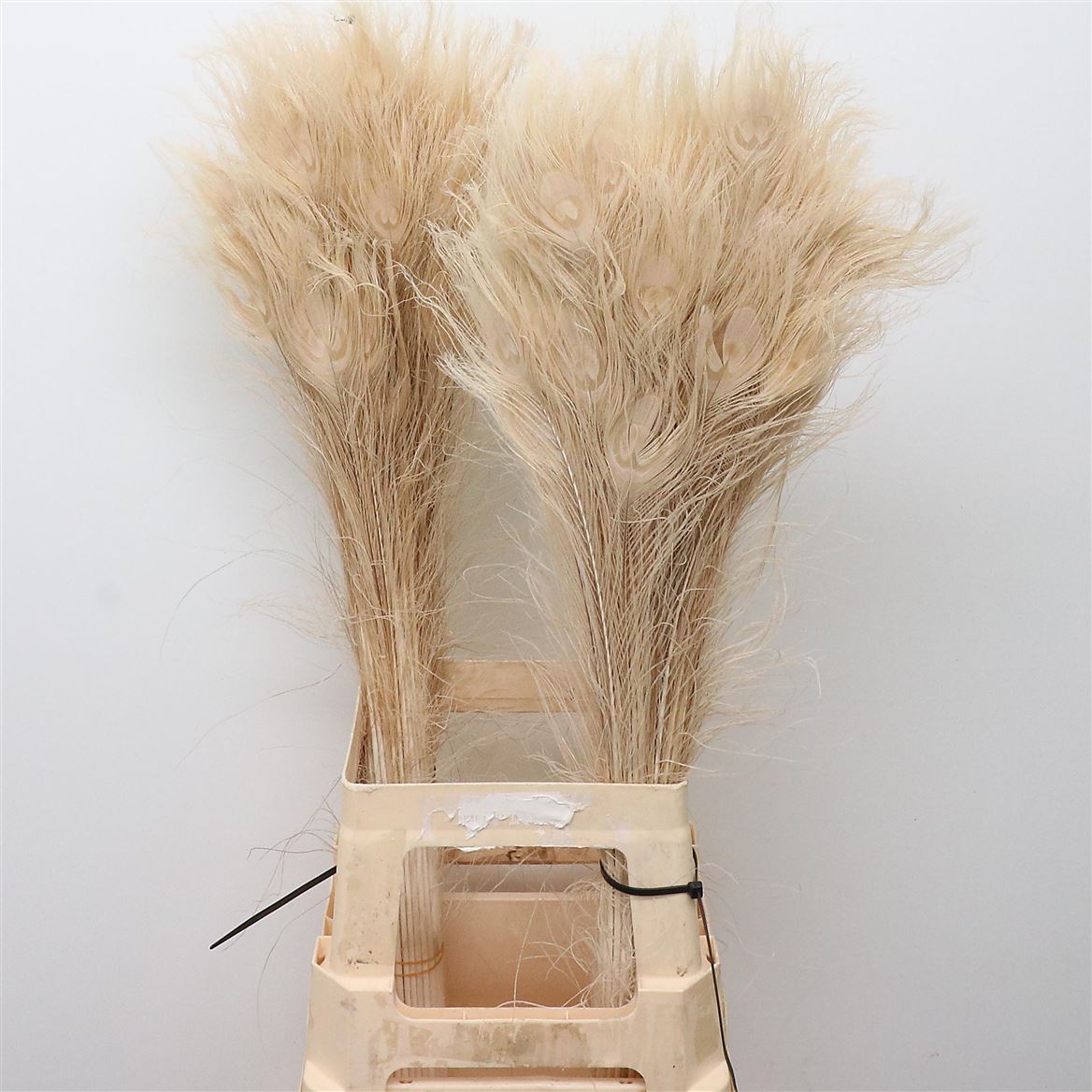 Plumas de Pampa Naturales