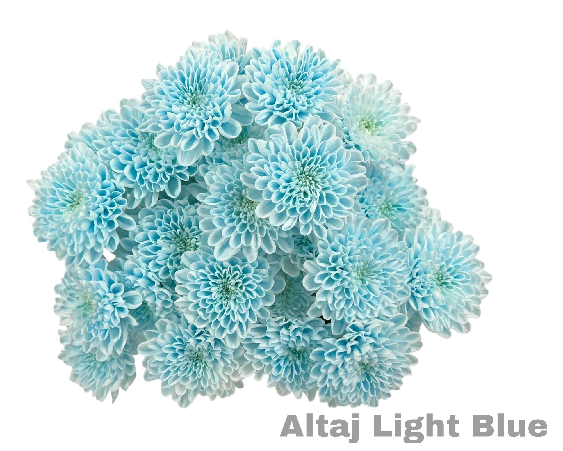 Ramo de Crisantemos Altaj Light Blue