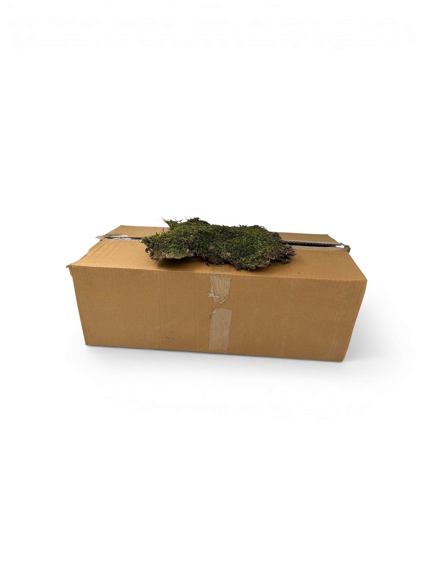 Caja de cartón con musgo decorativo