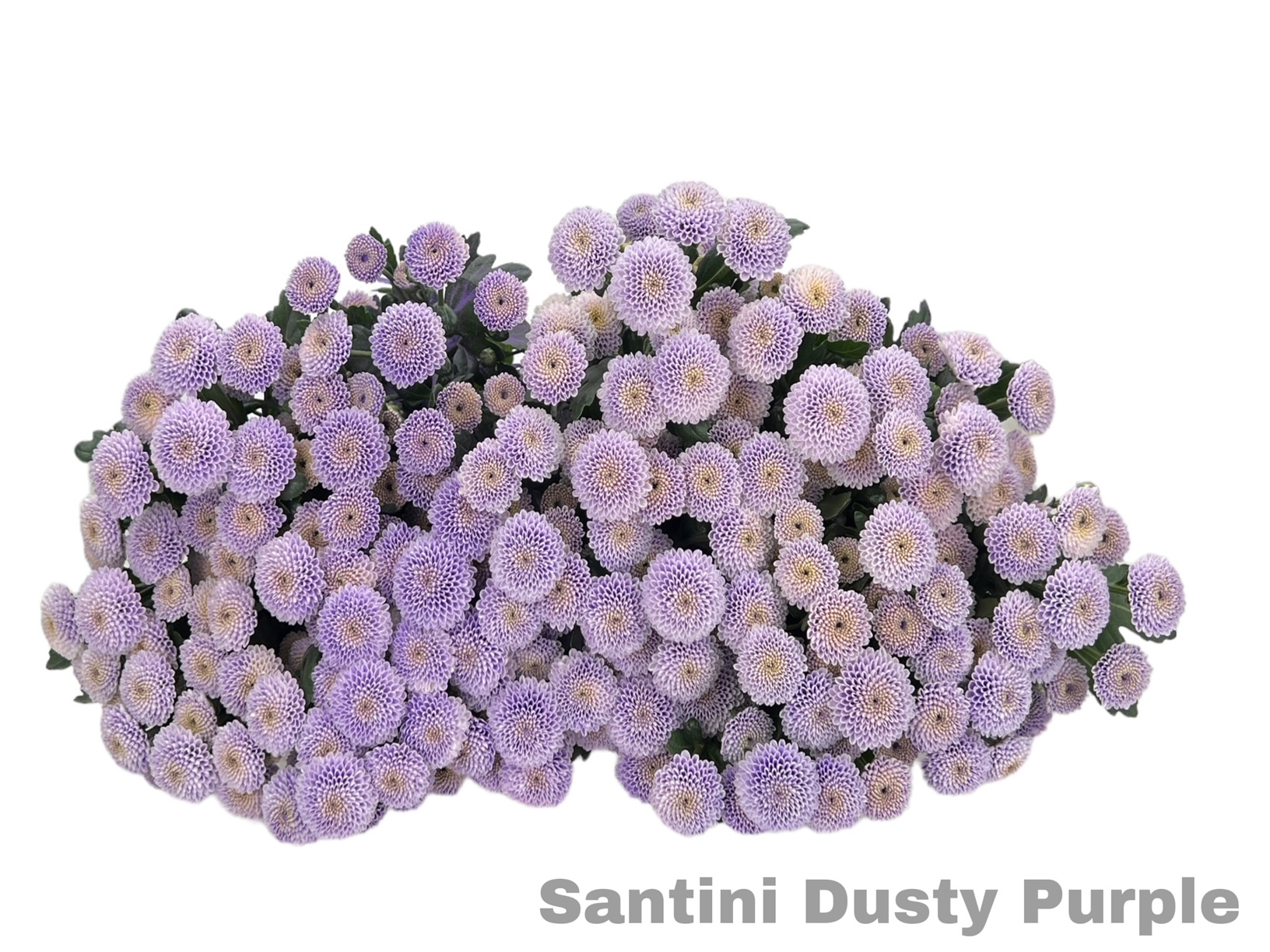 Santini Dusty Purple