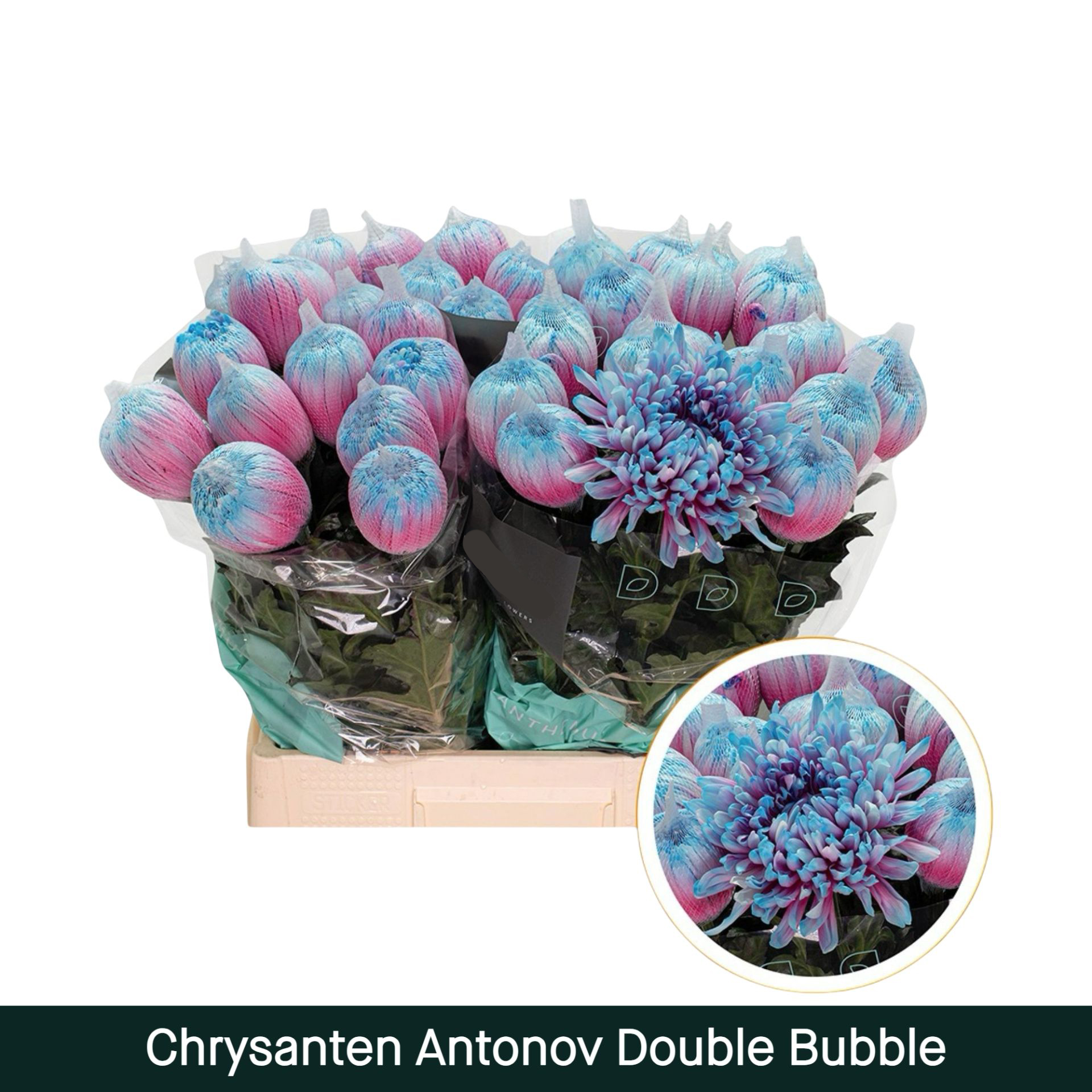 Crisantemo Antonov Double Bubble