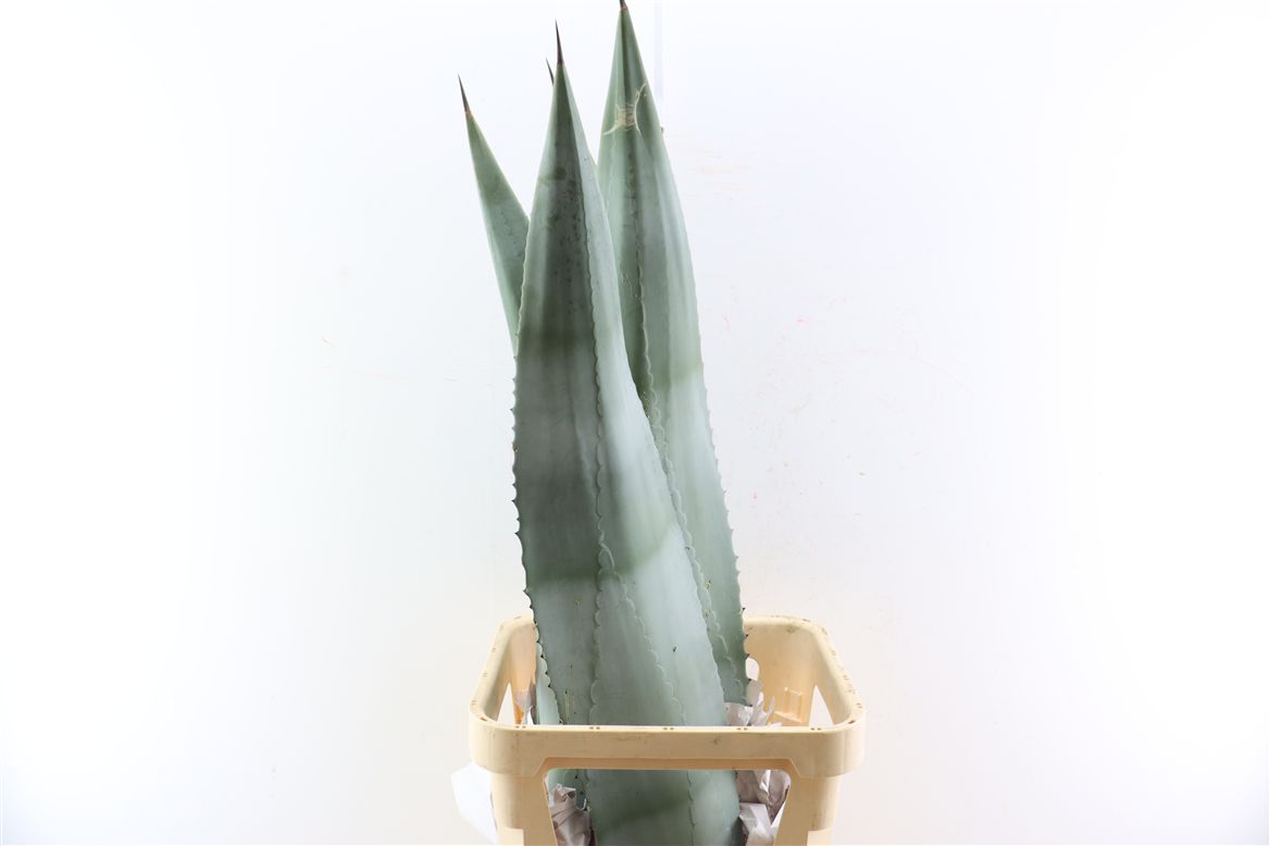 Hoja de agave fresca