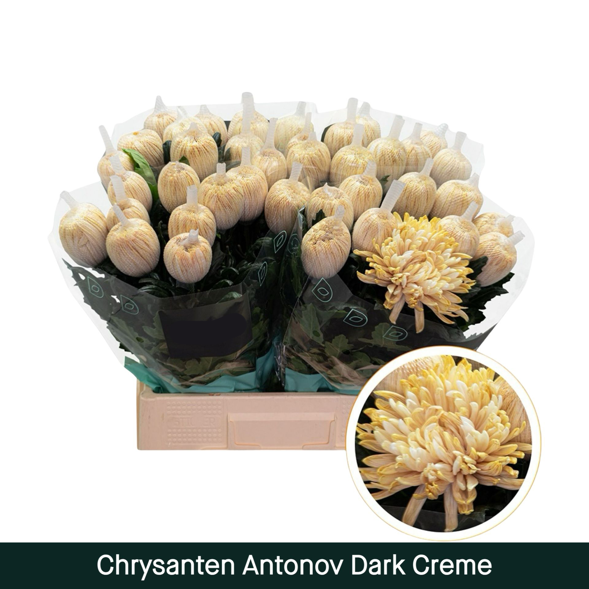 Crisantemo Antonov Dark Creme