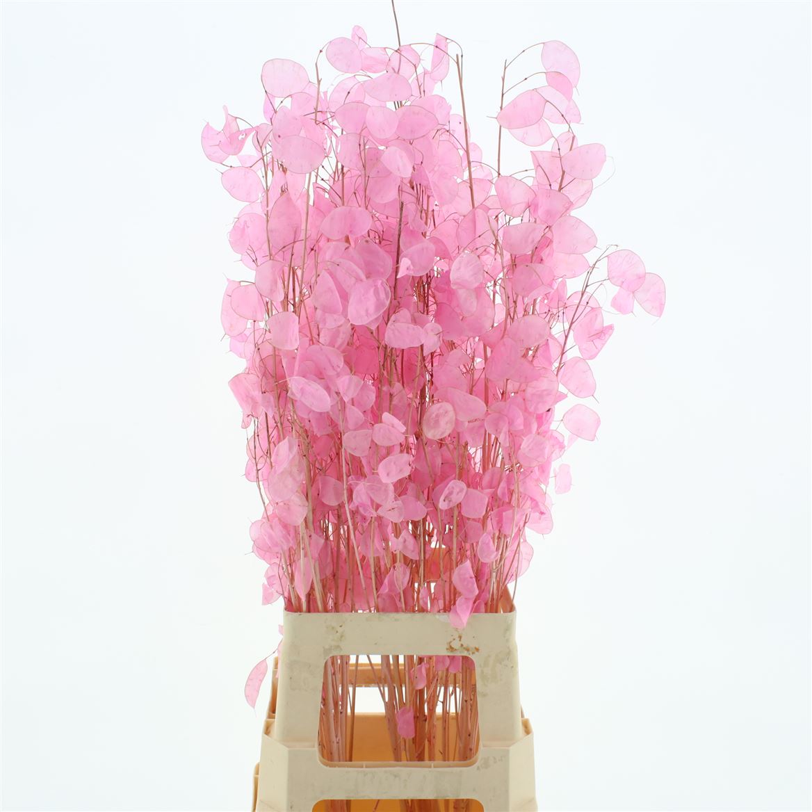 Ramas de lunaria rosada seca