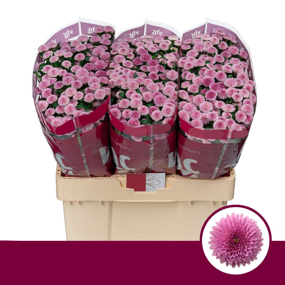 Crisantemos Rosa en Ramo