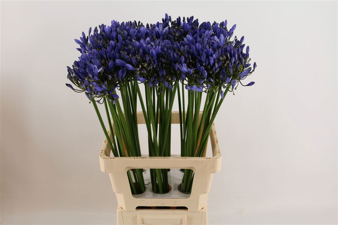Ramo de Agapanthus Azul