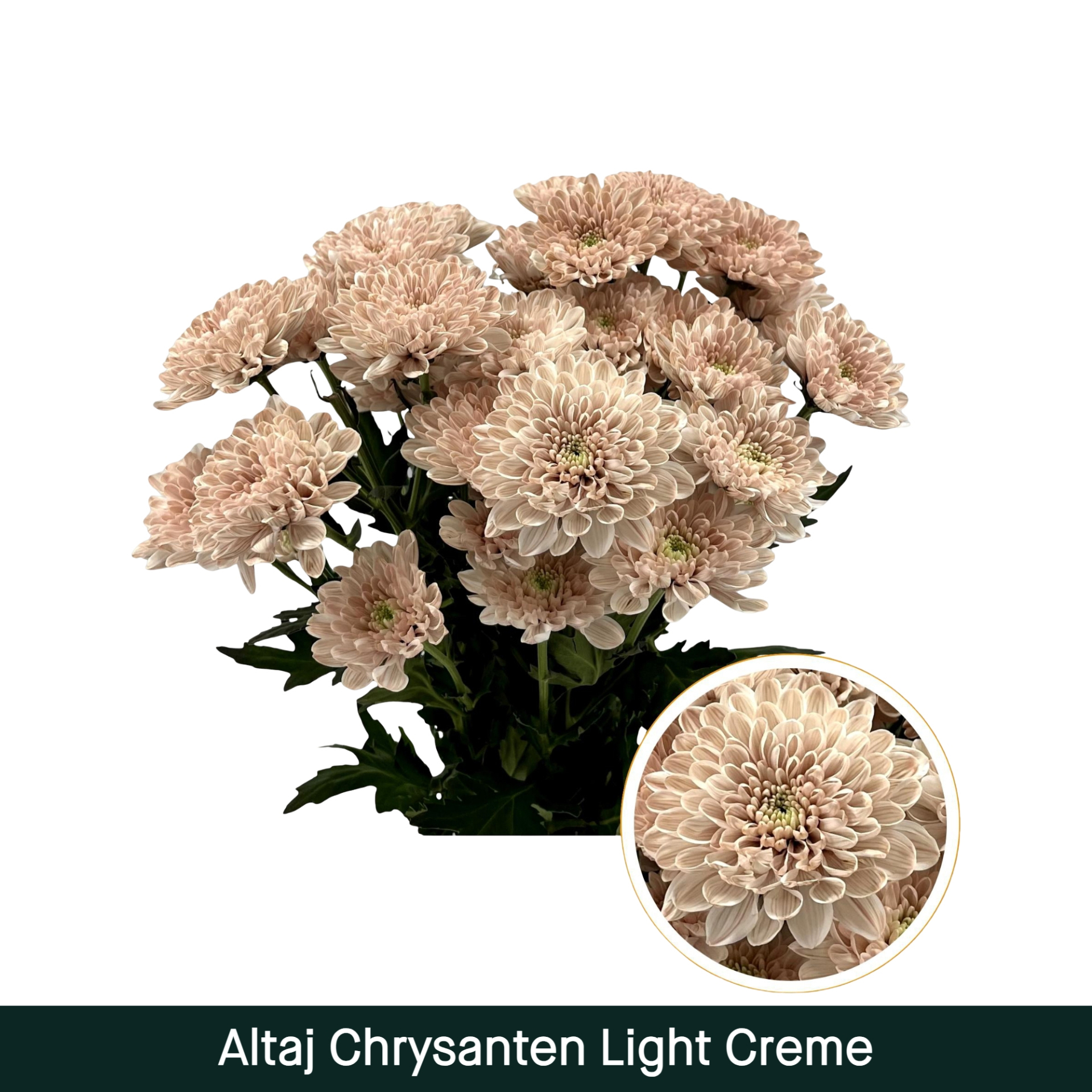 Crisantemo Altaj Light Creme