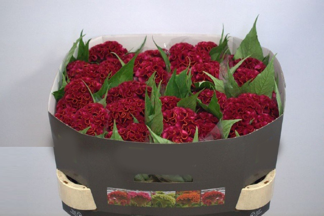 Celosia Roja en Caja