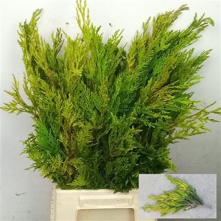 Ramas de Ciprés Verde