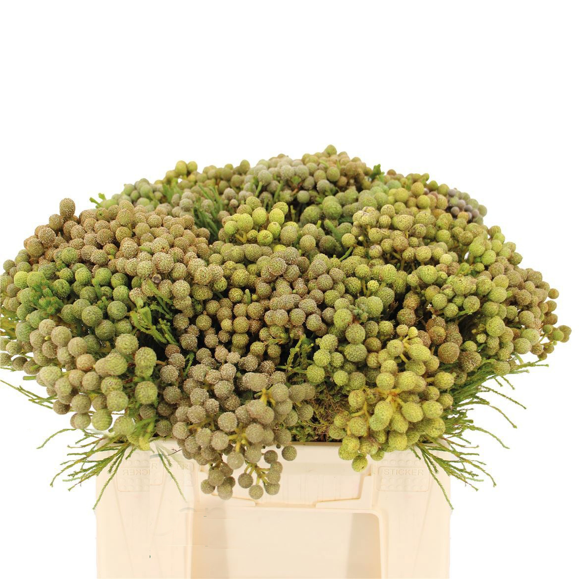 Tanacetum Craspedia Fresca