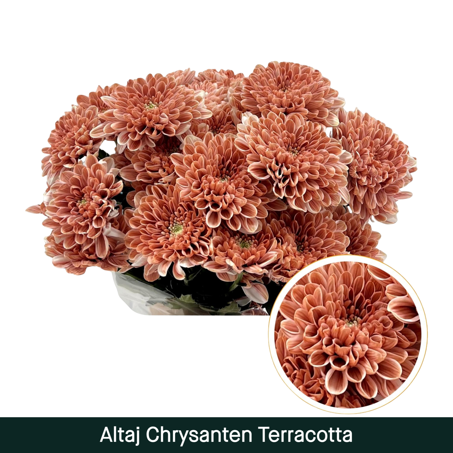 Crisantemo Altaj Terracota