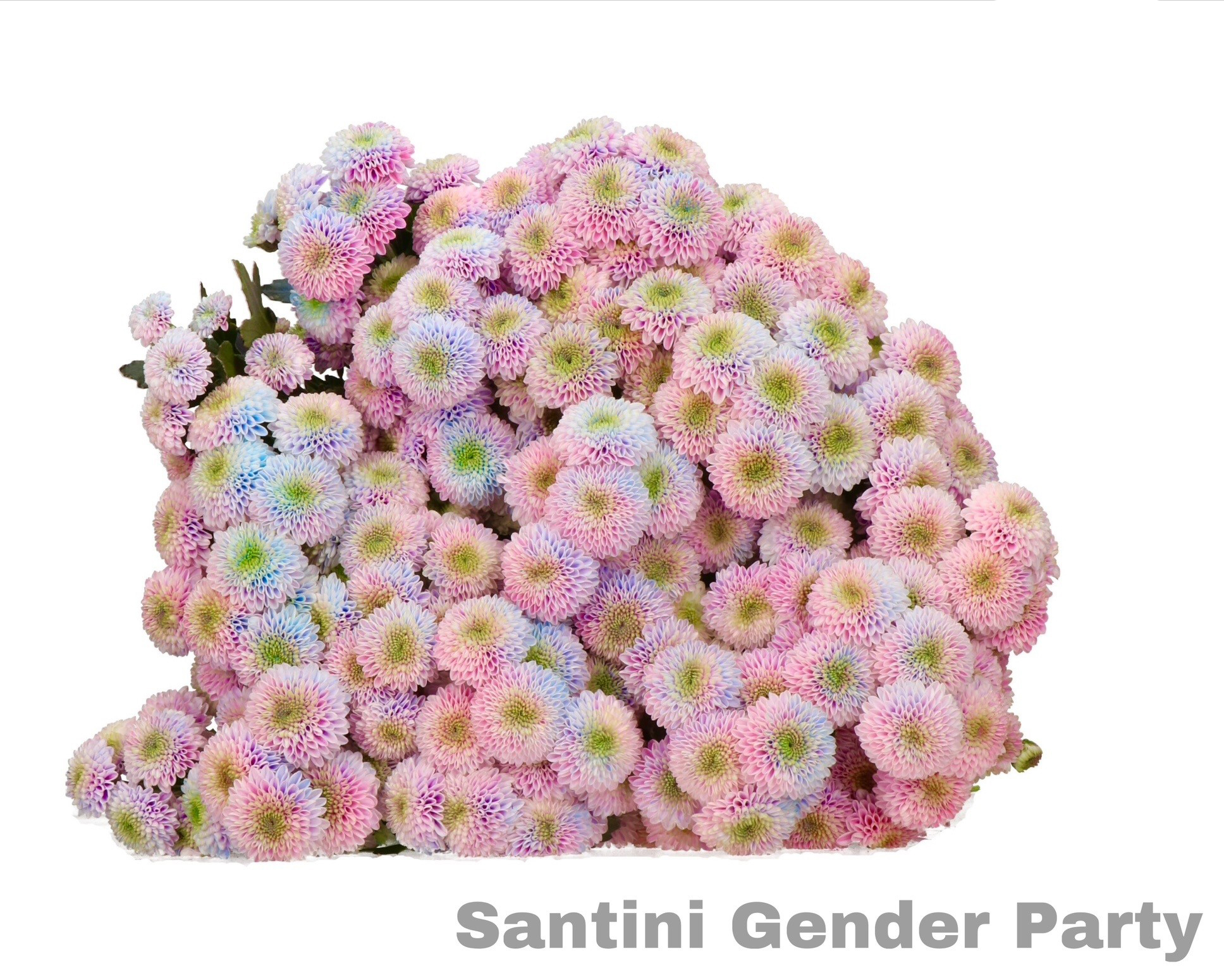 Ramo de Crisantemos Santini