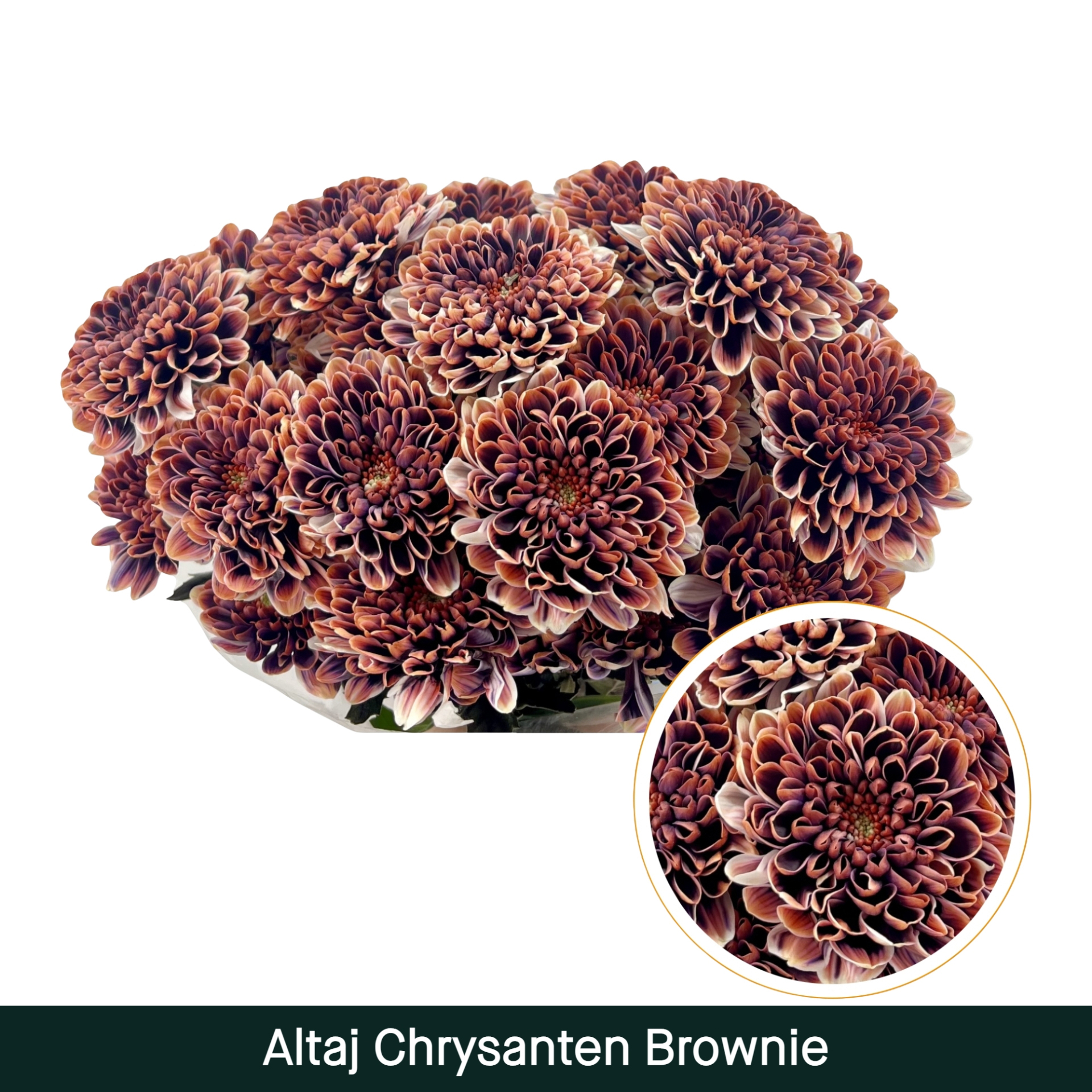 Crisantemo Altaj Brownie