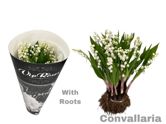 Ramo de Convallaria