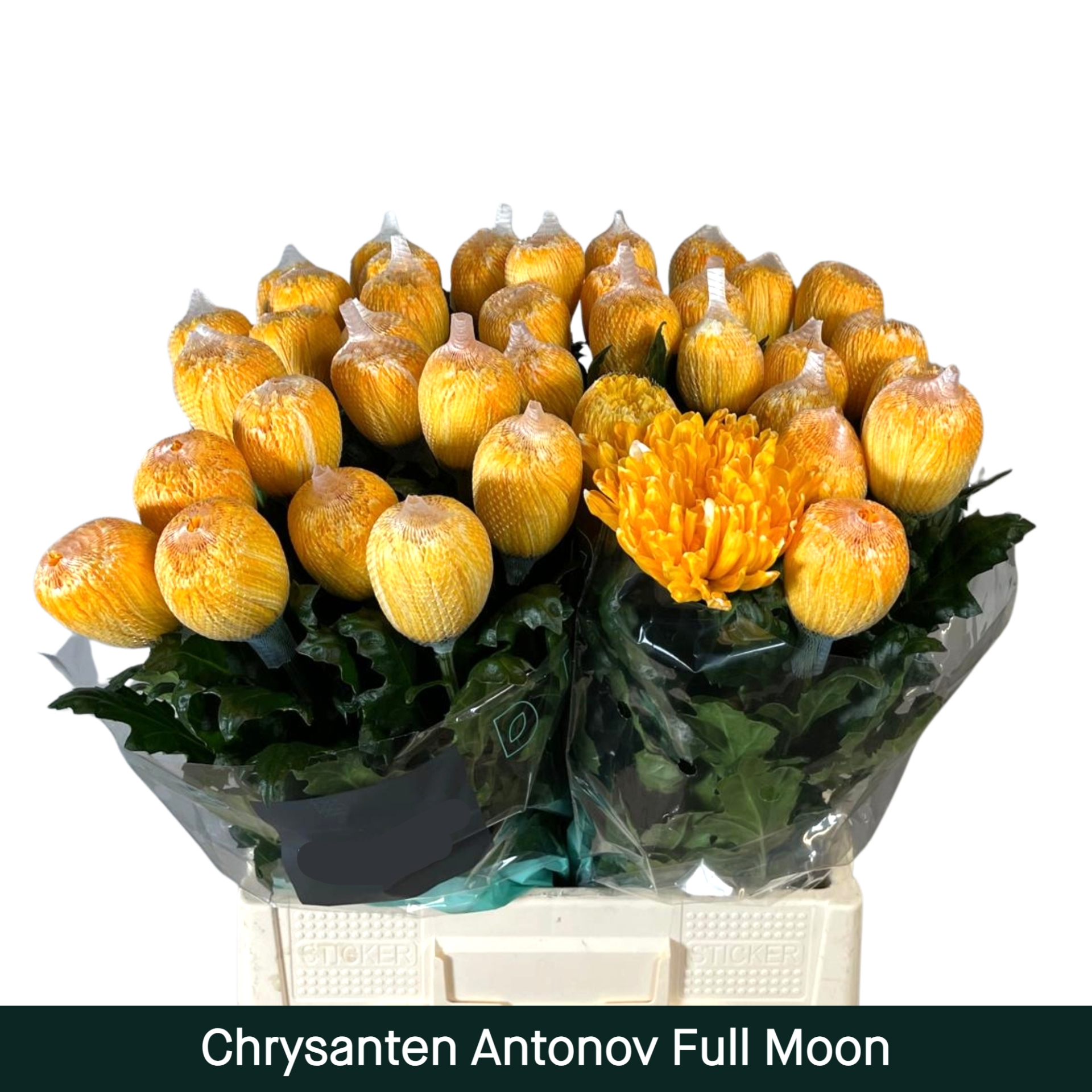 Crisantemo Antonov Full Moon
