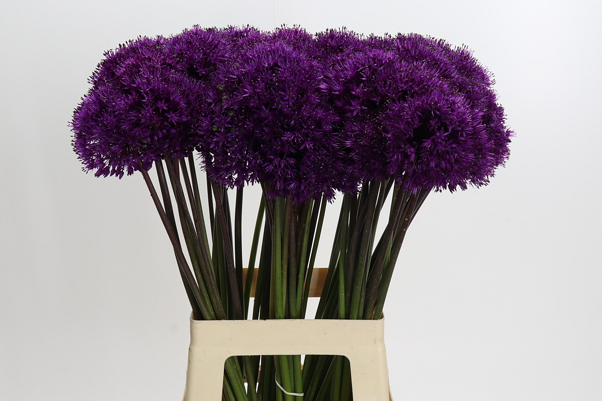 Ramo de Allium Gigante Morado