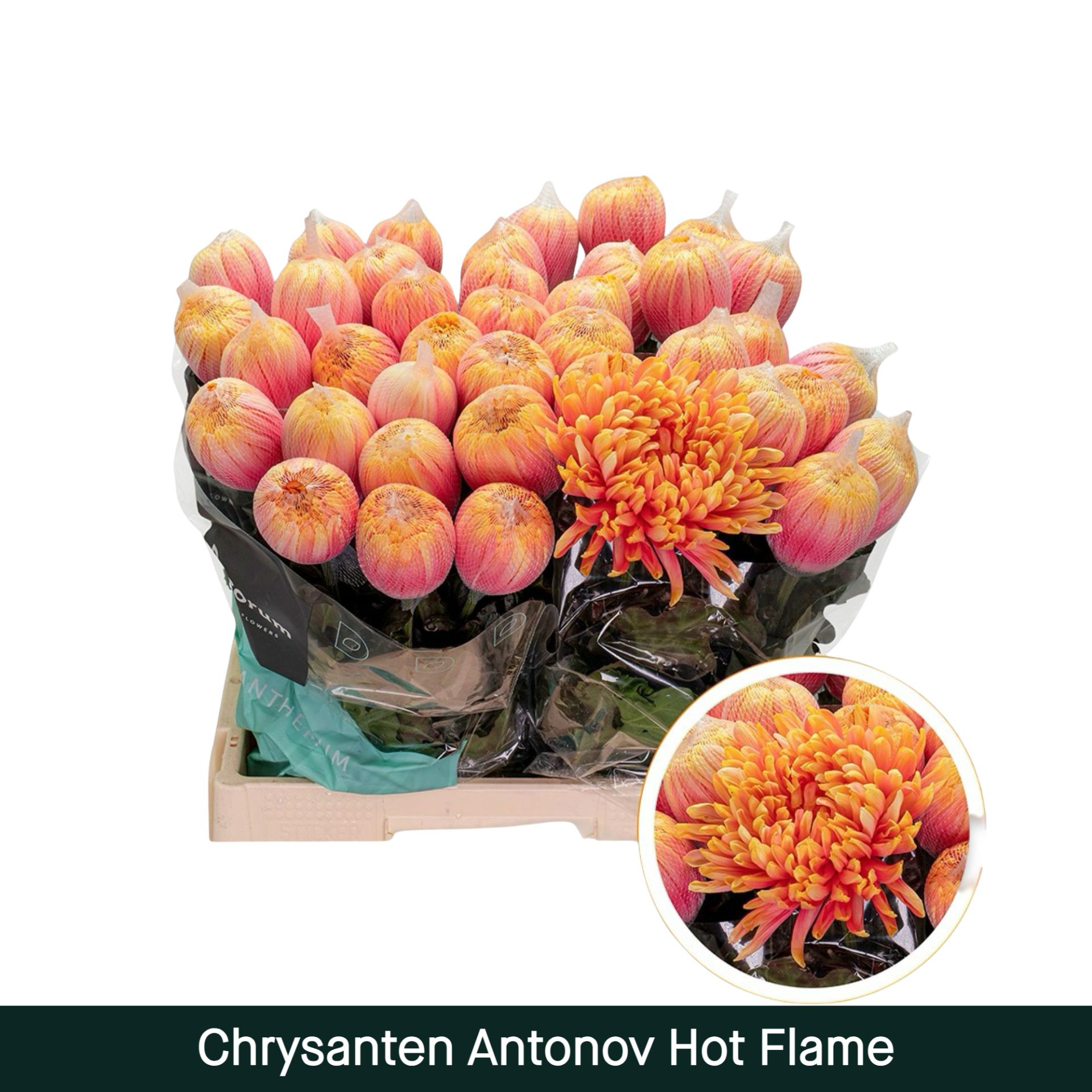 Crisantemo Antonov Hot Flame
