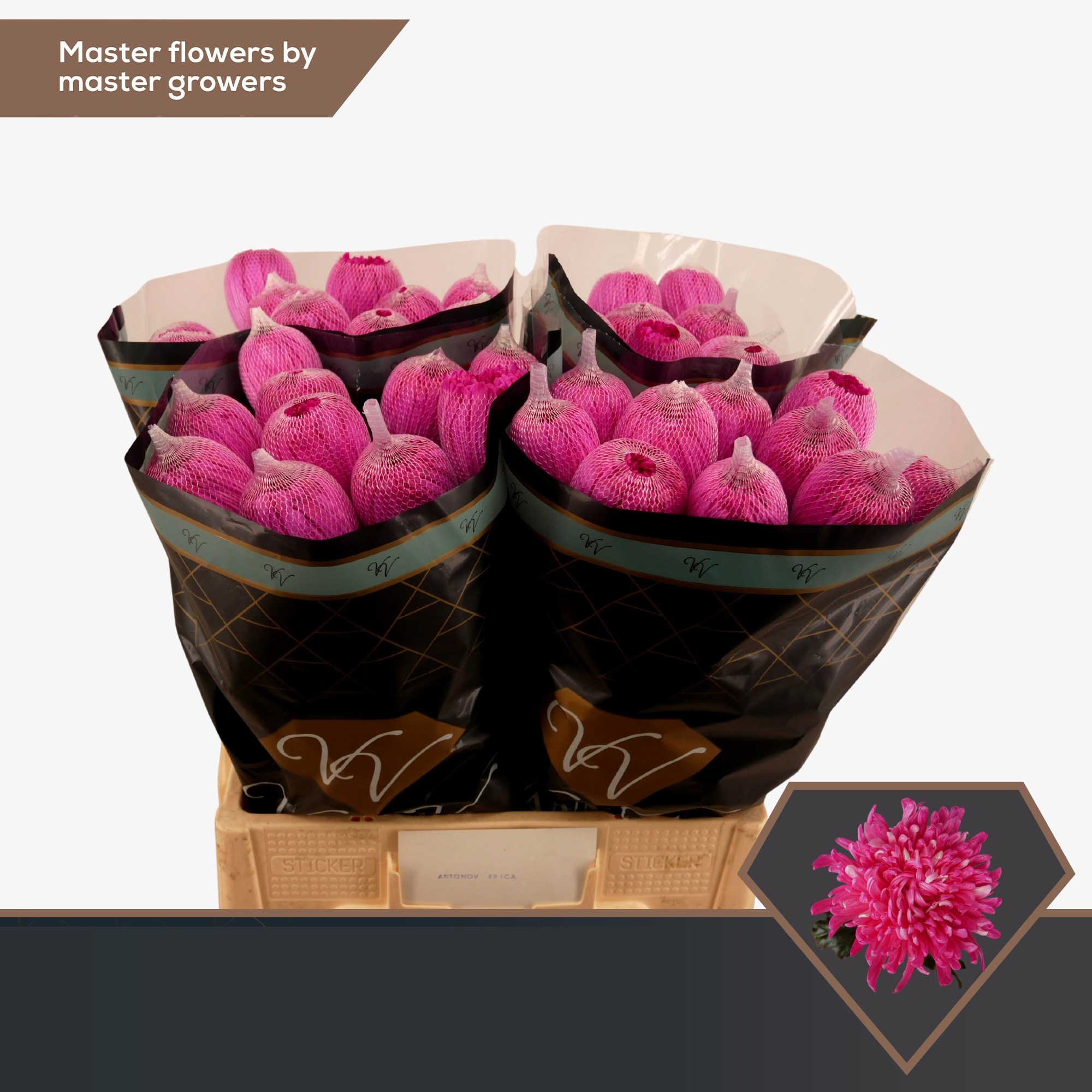 Ramos de Aster Rosa