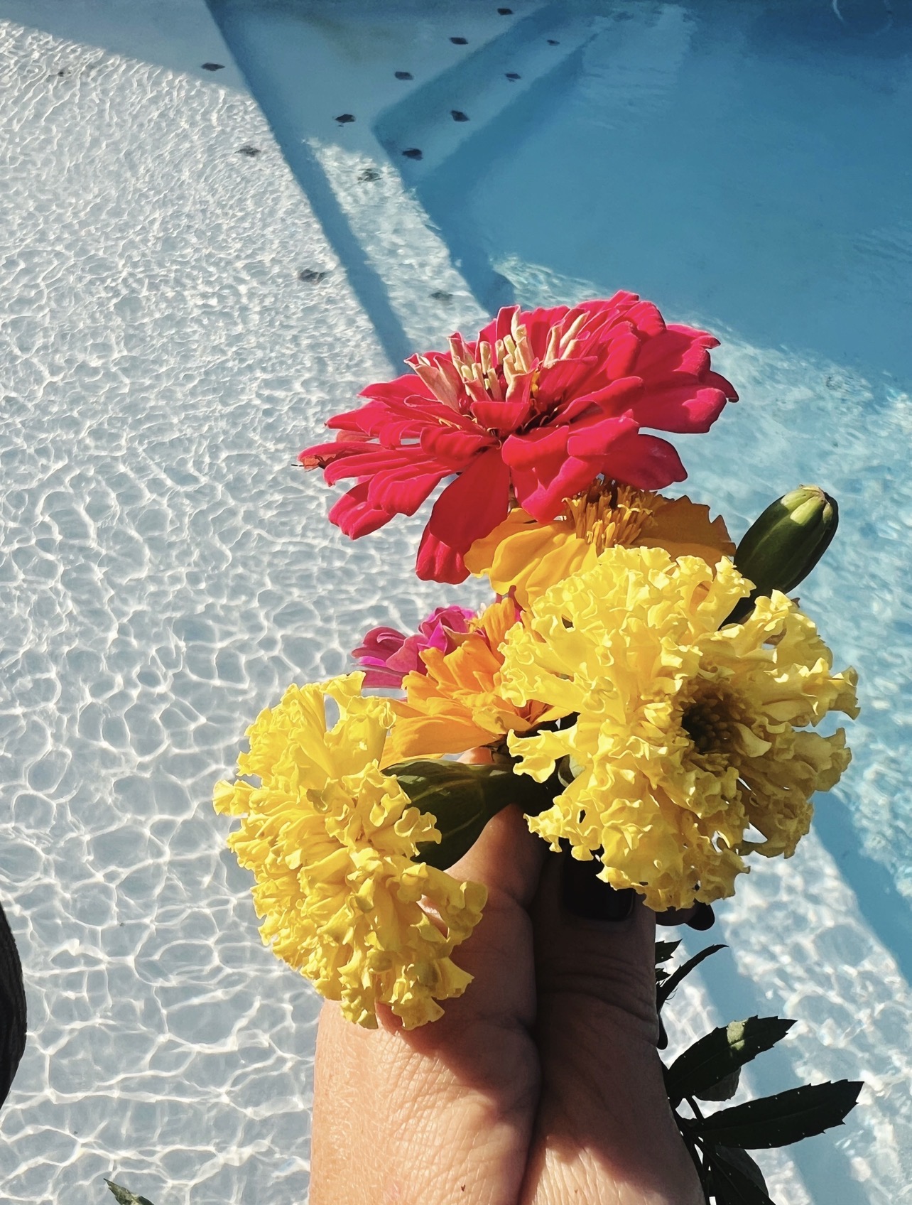 Winter Sow Marigold Flower Kit