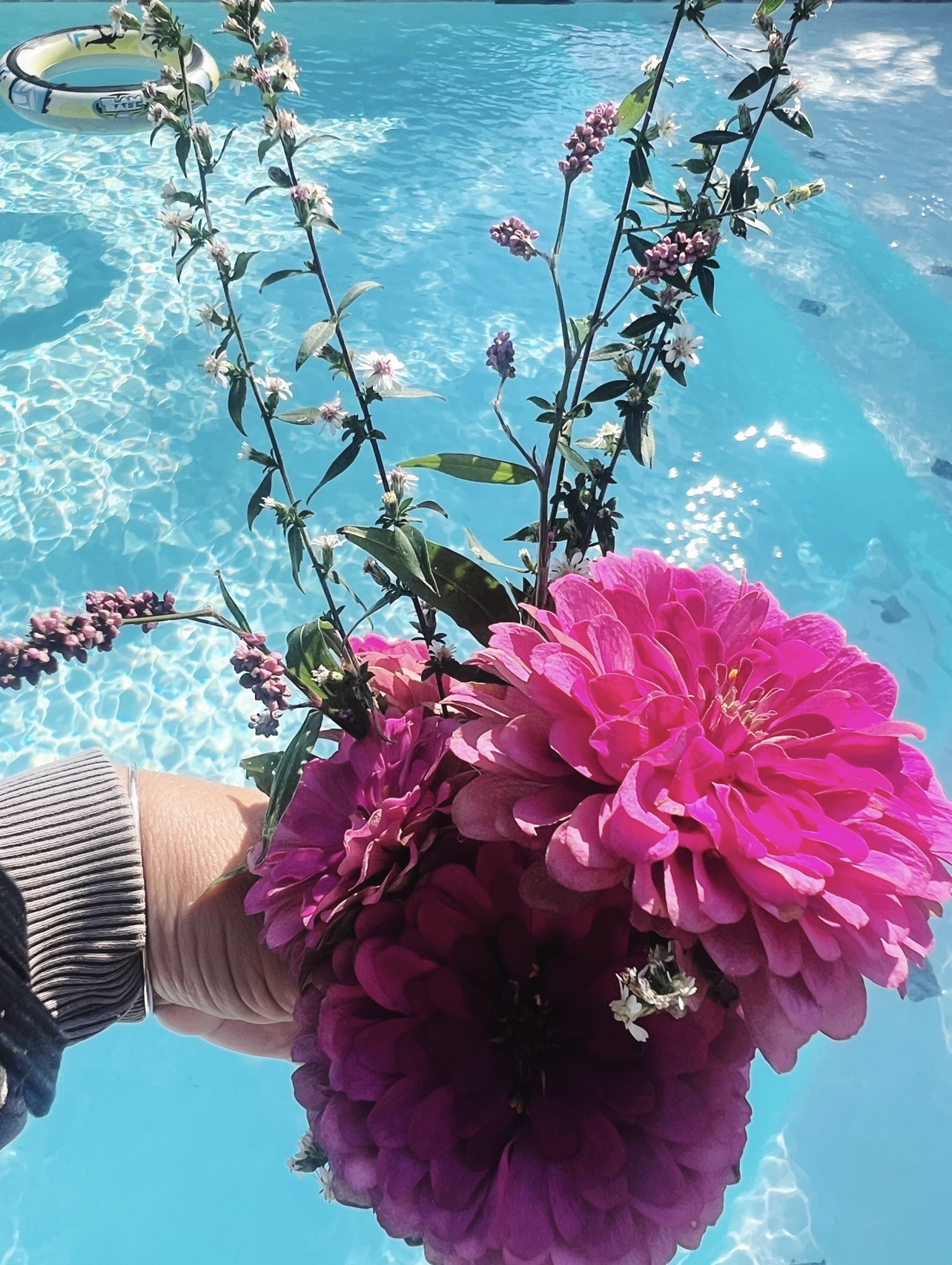 Winter Sow Zinnia Flower Bloom Kit