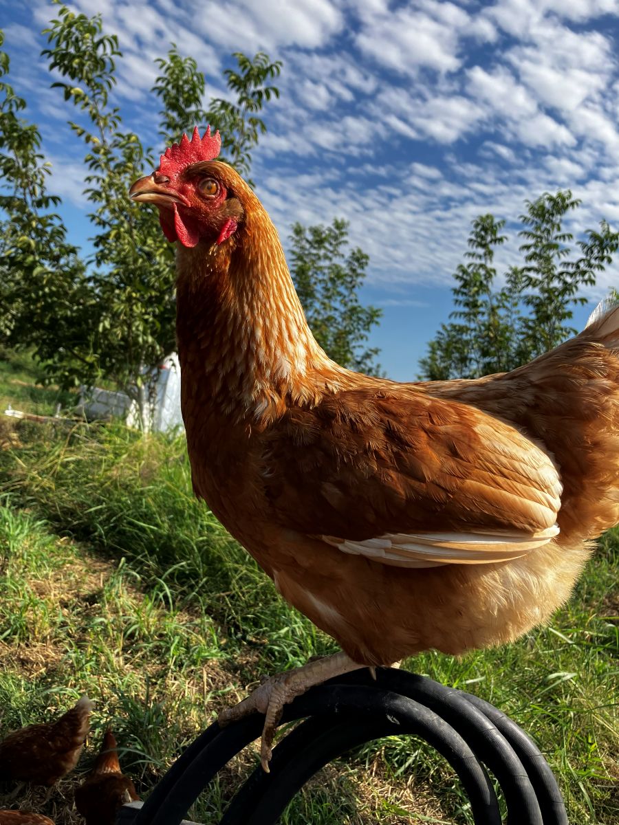 Pasture Raised Chickens