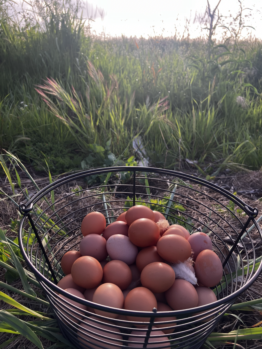 Pasture Raised Eggs