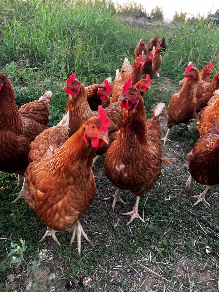 Pasture Raised Chickens
