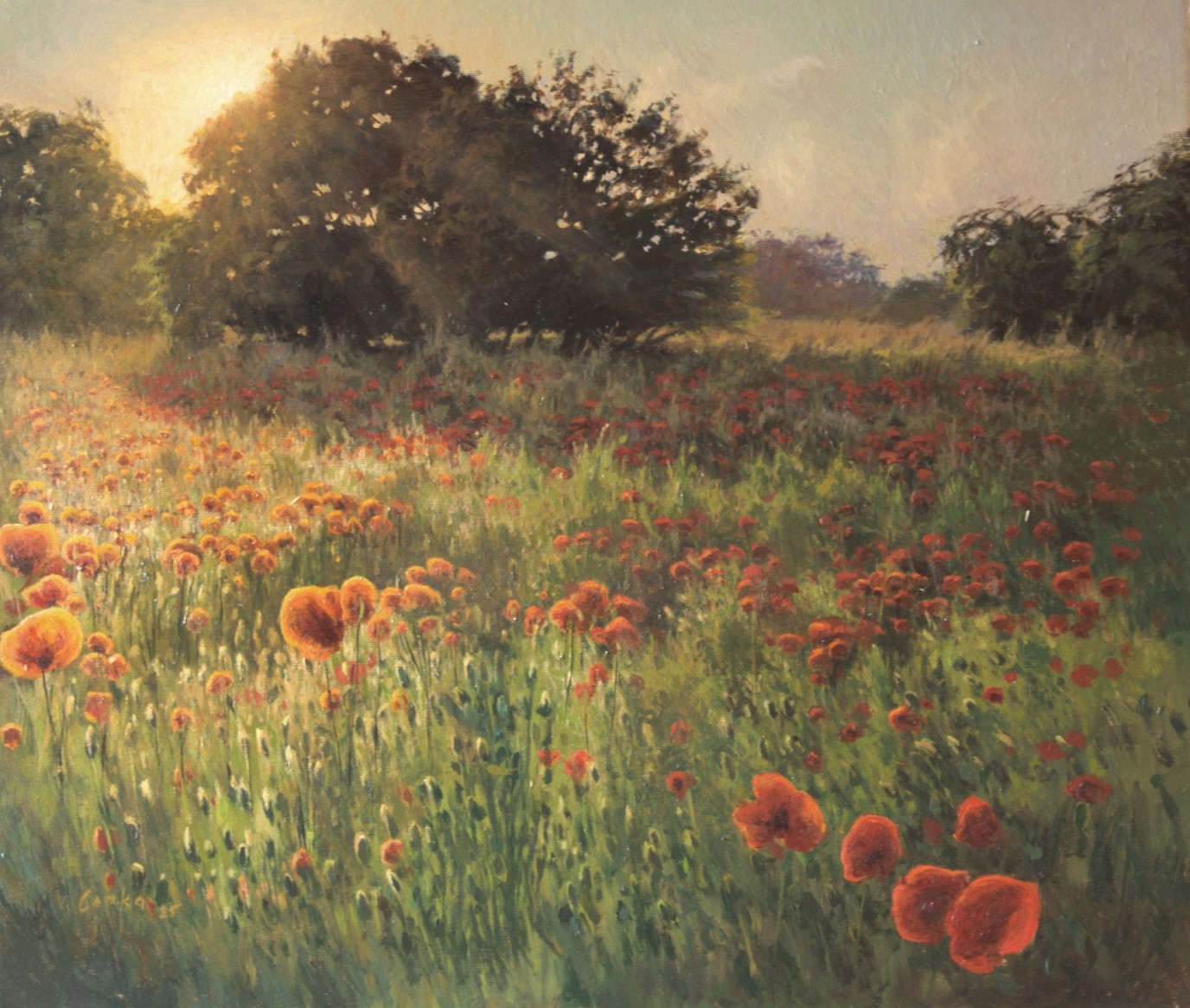 Poppy morning 