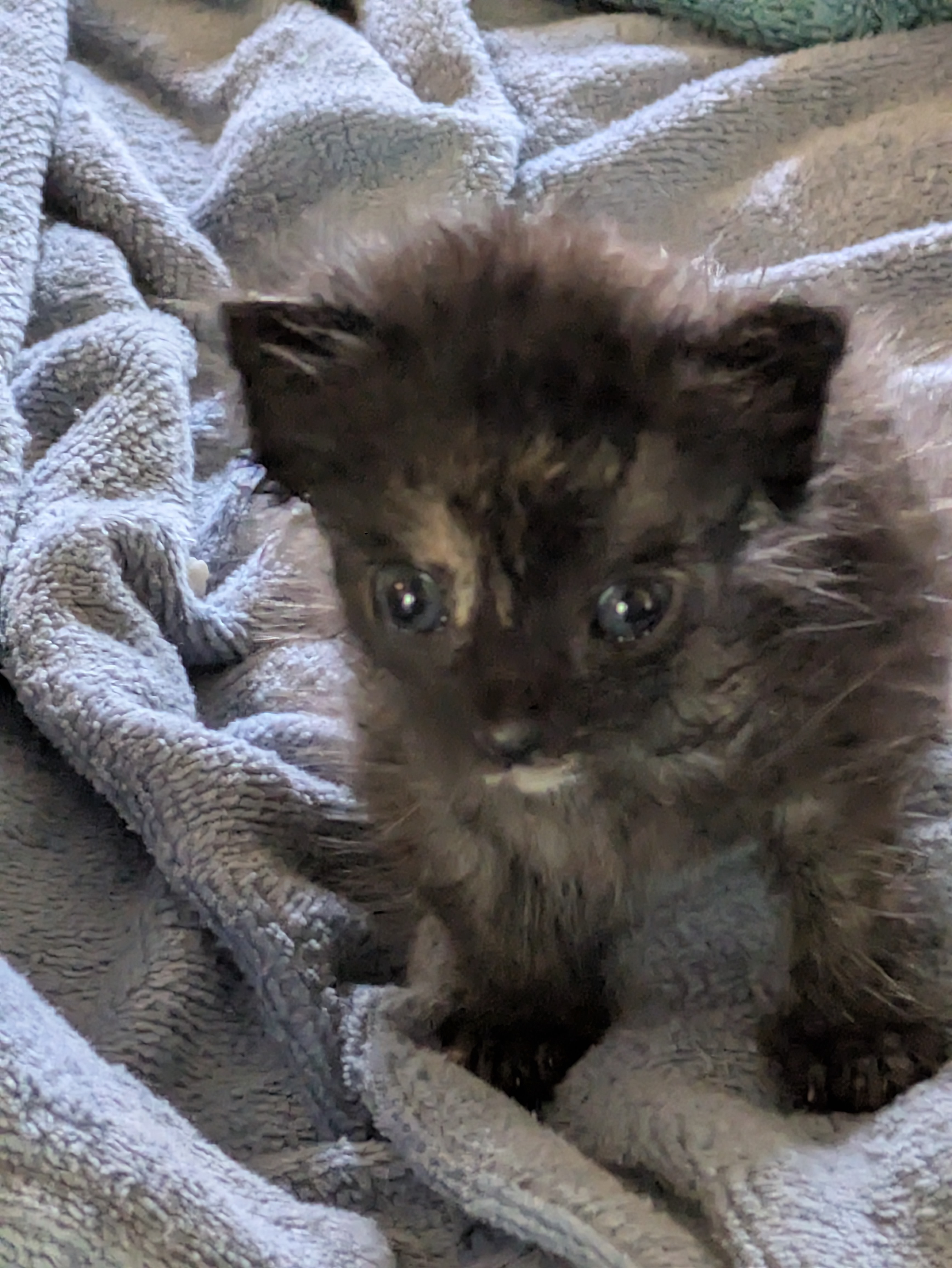 Freya- Tiny Survivor Who Beat All Odds