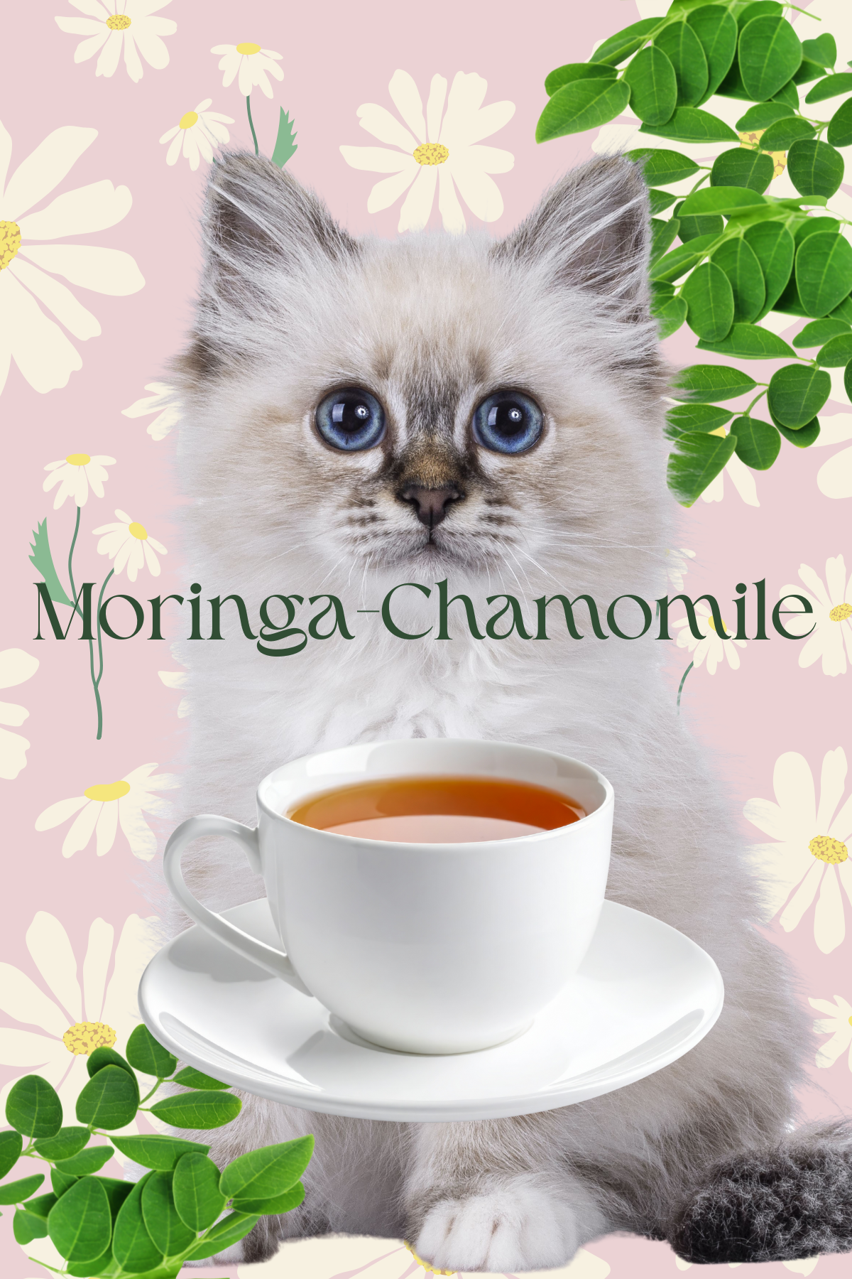 Moringa & Chamomile Tea