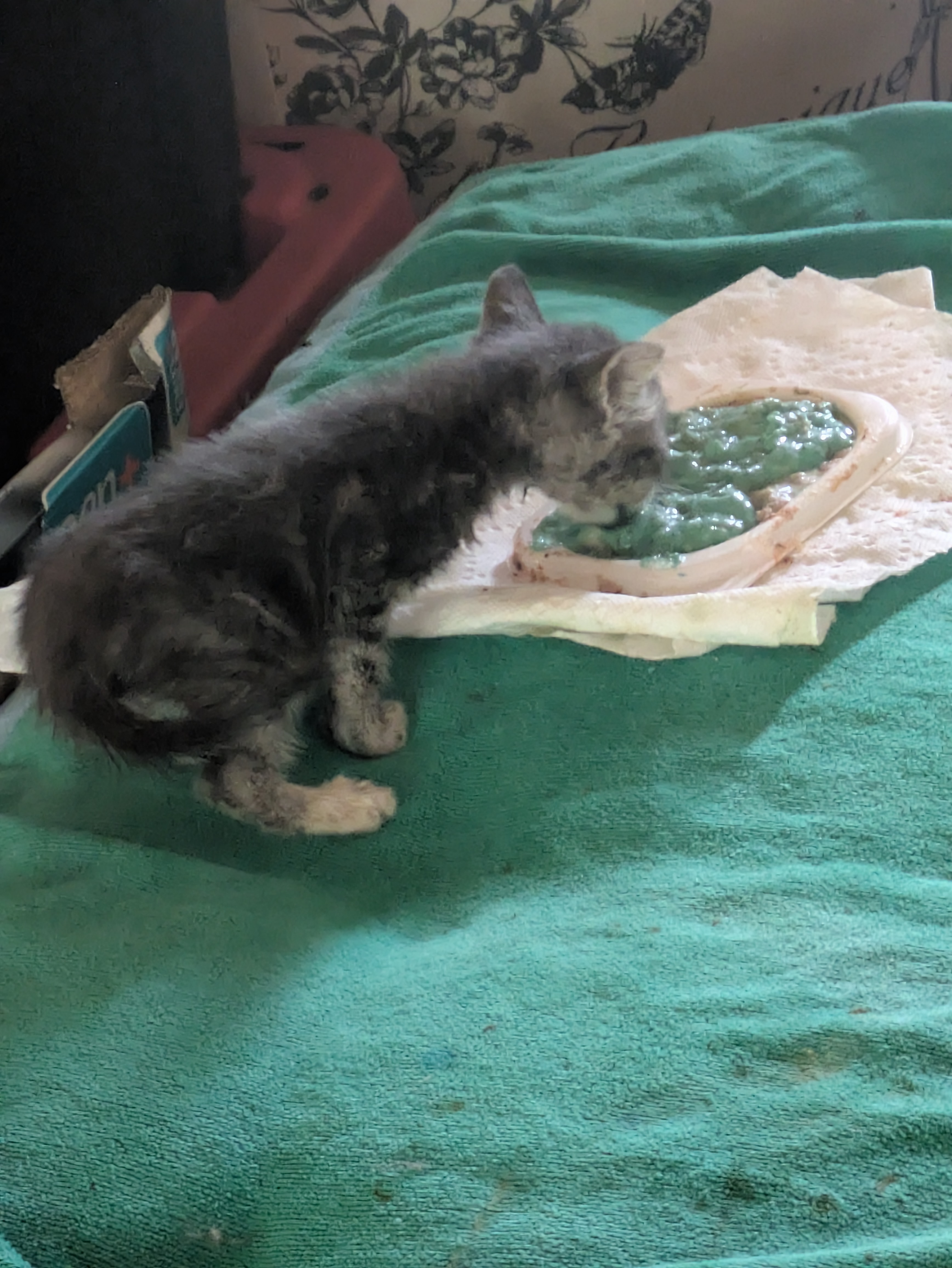 Sterling- Sweet, Loving Brother with a Hint of Mischief