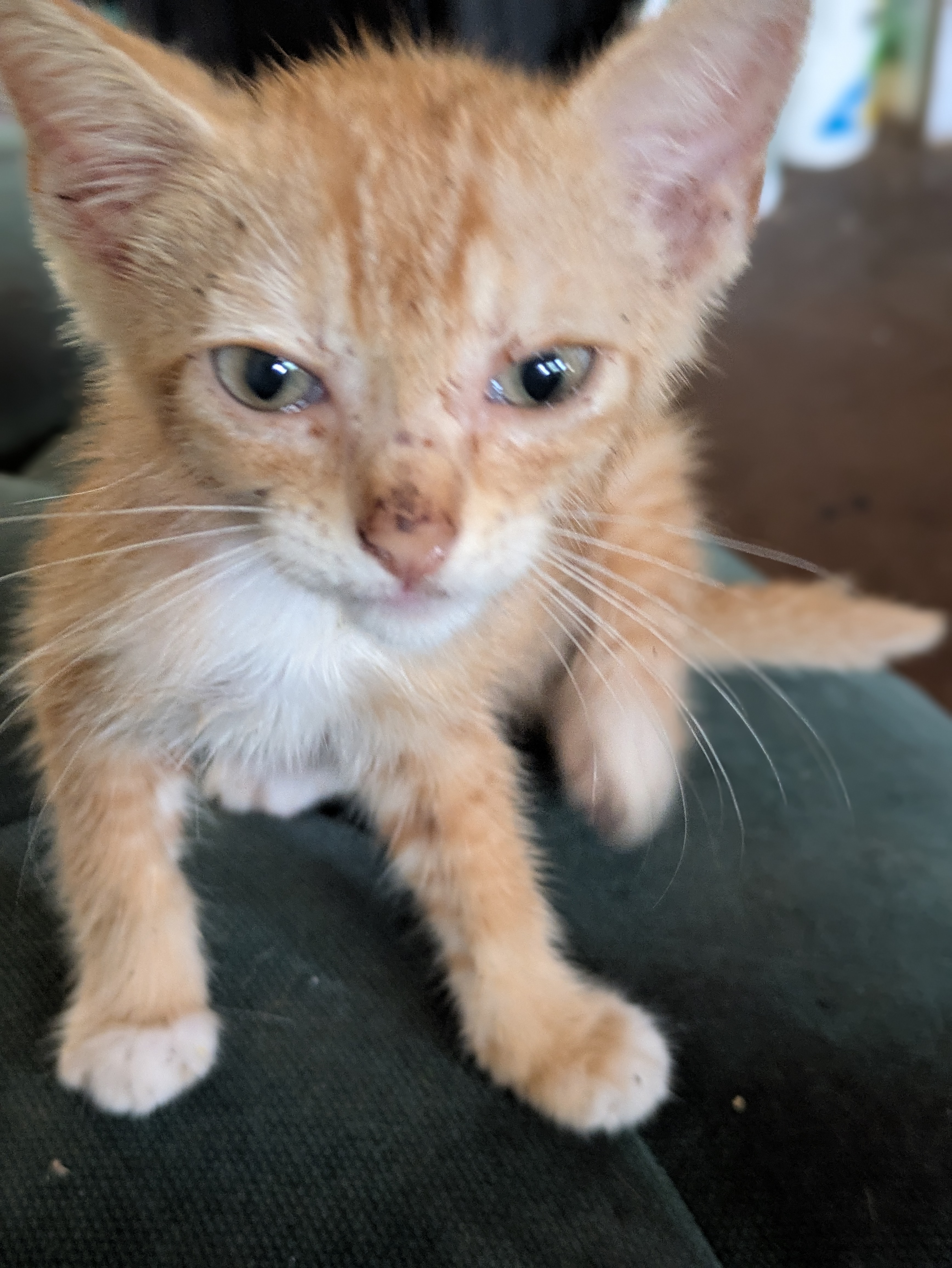Blaze-Storage Shed Baby Turned Sweetheart