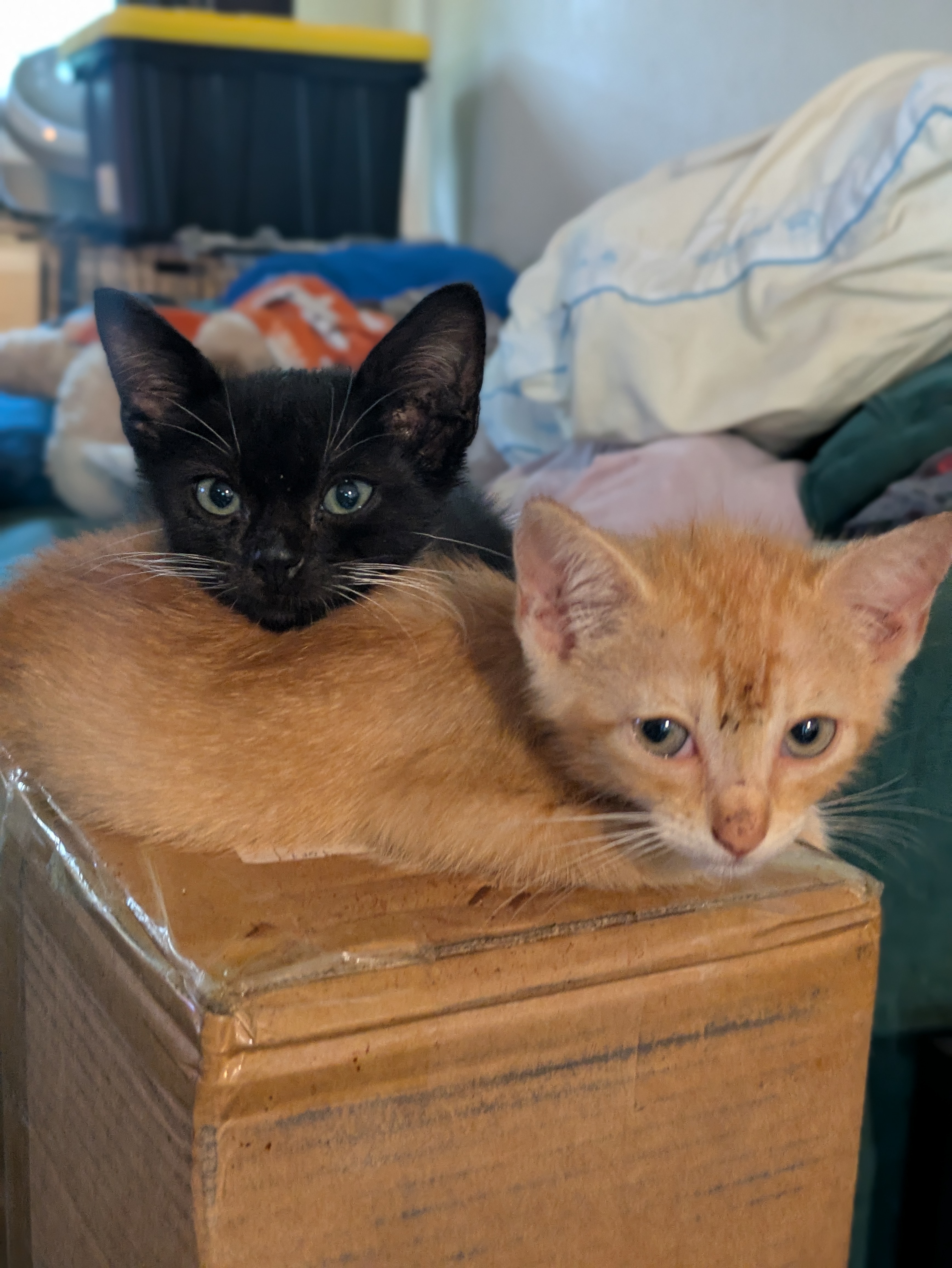 Blaze-Storage Shed Baby Turned Sweetheart