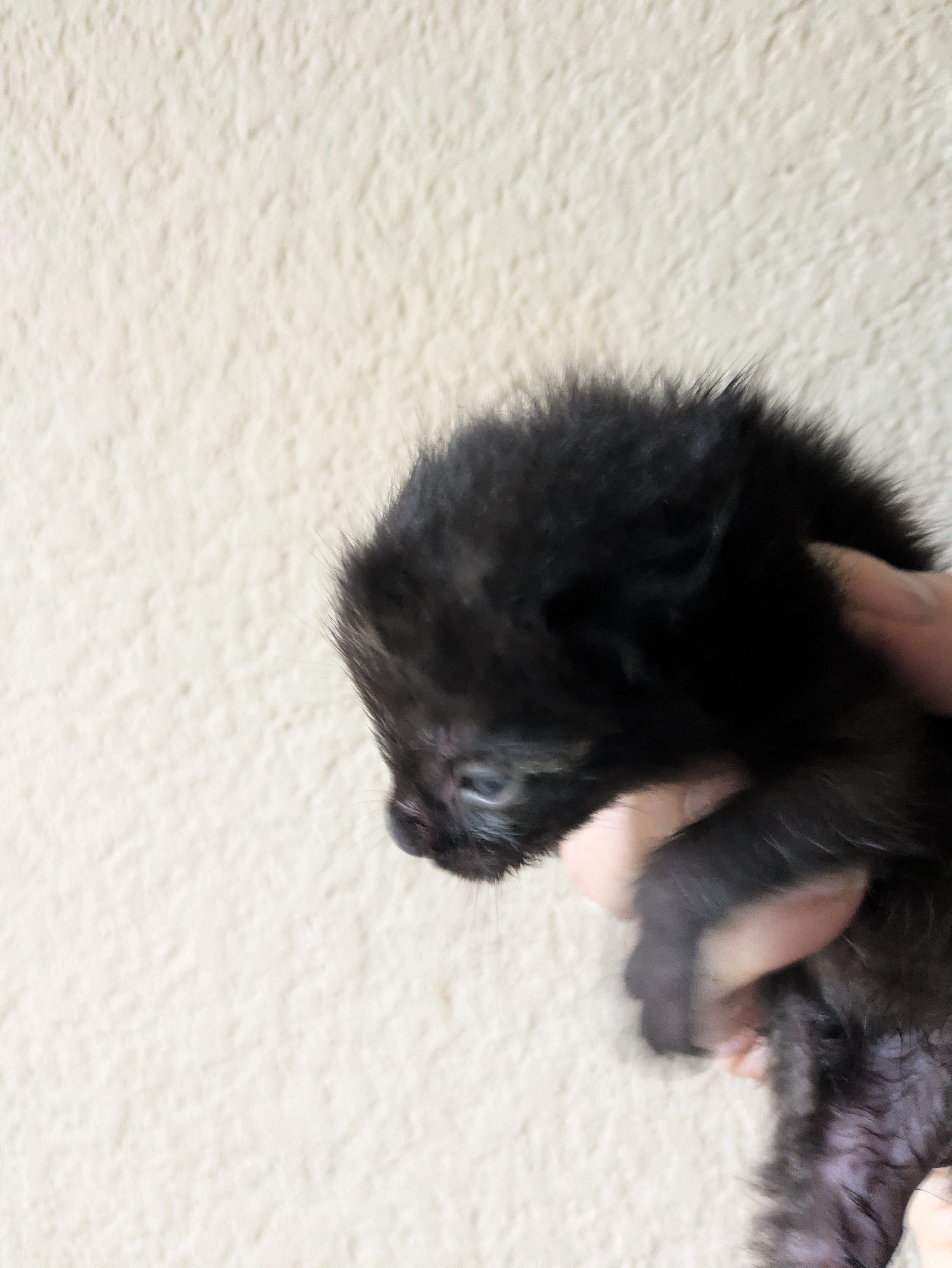 Freya- Tiny Survivor Who Beat All Odds