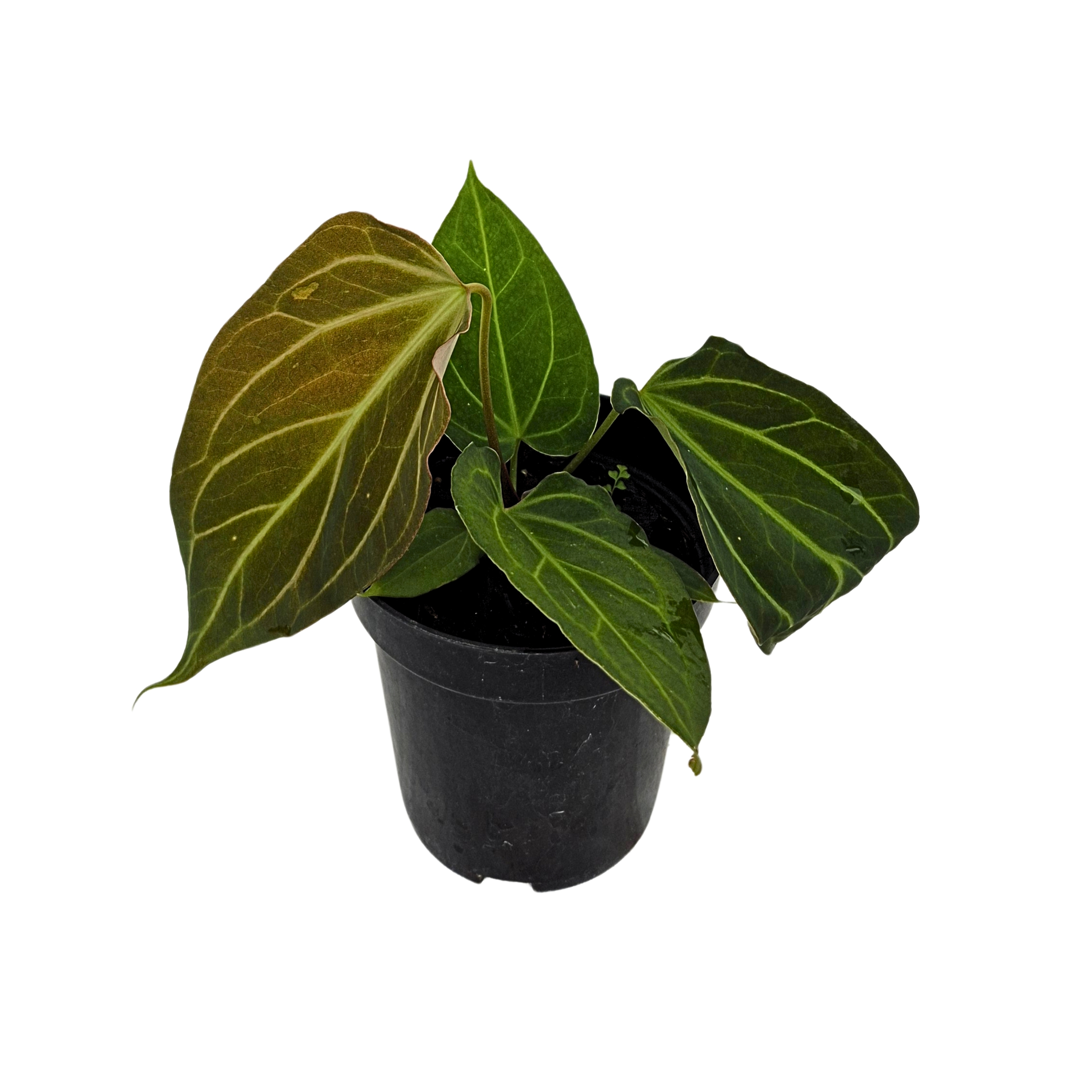 (Fortsherman x Indo Portillae) x Beta Stars