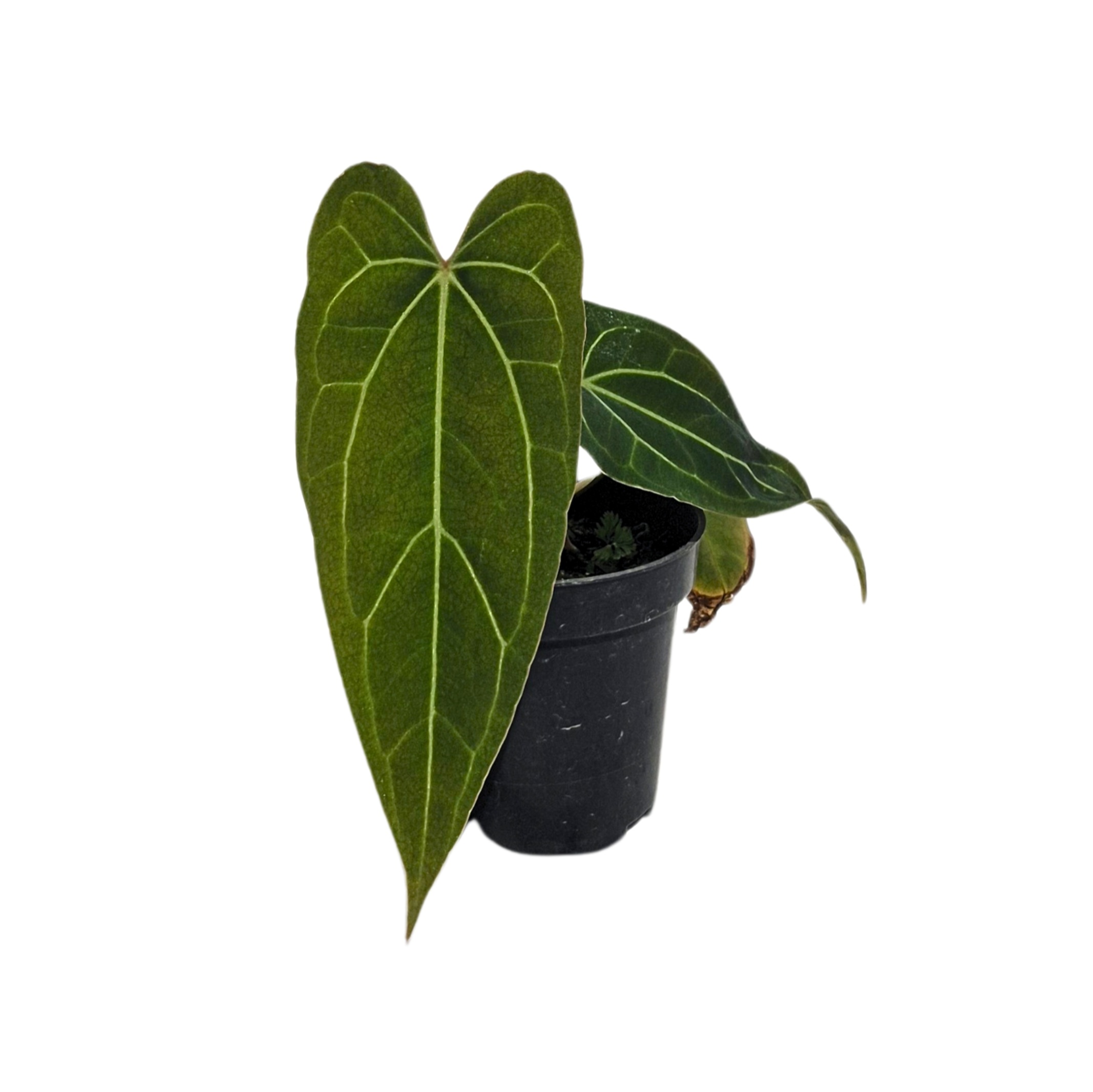 Crystallinum Silver x Red of Java (x Indo Portillae)