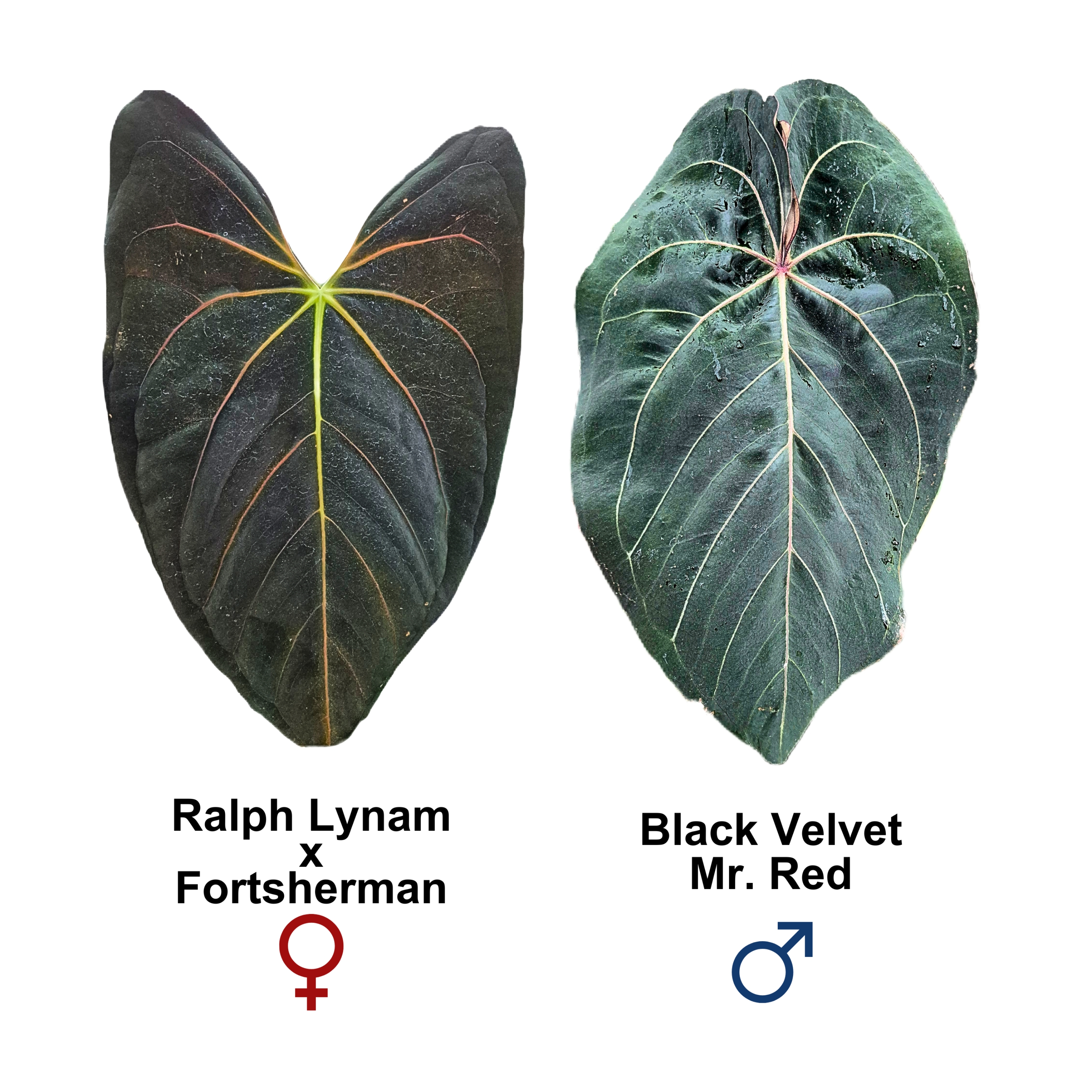 (Ralph Lynam x Fortsherman) x Black Velvet Mr. Red