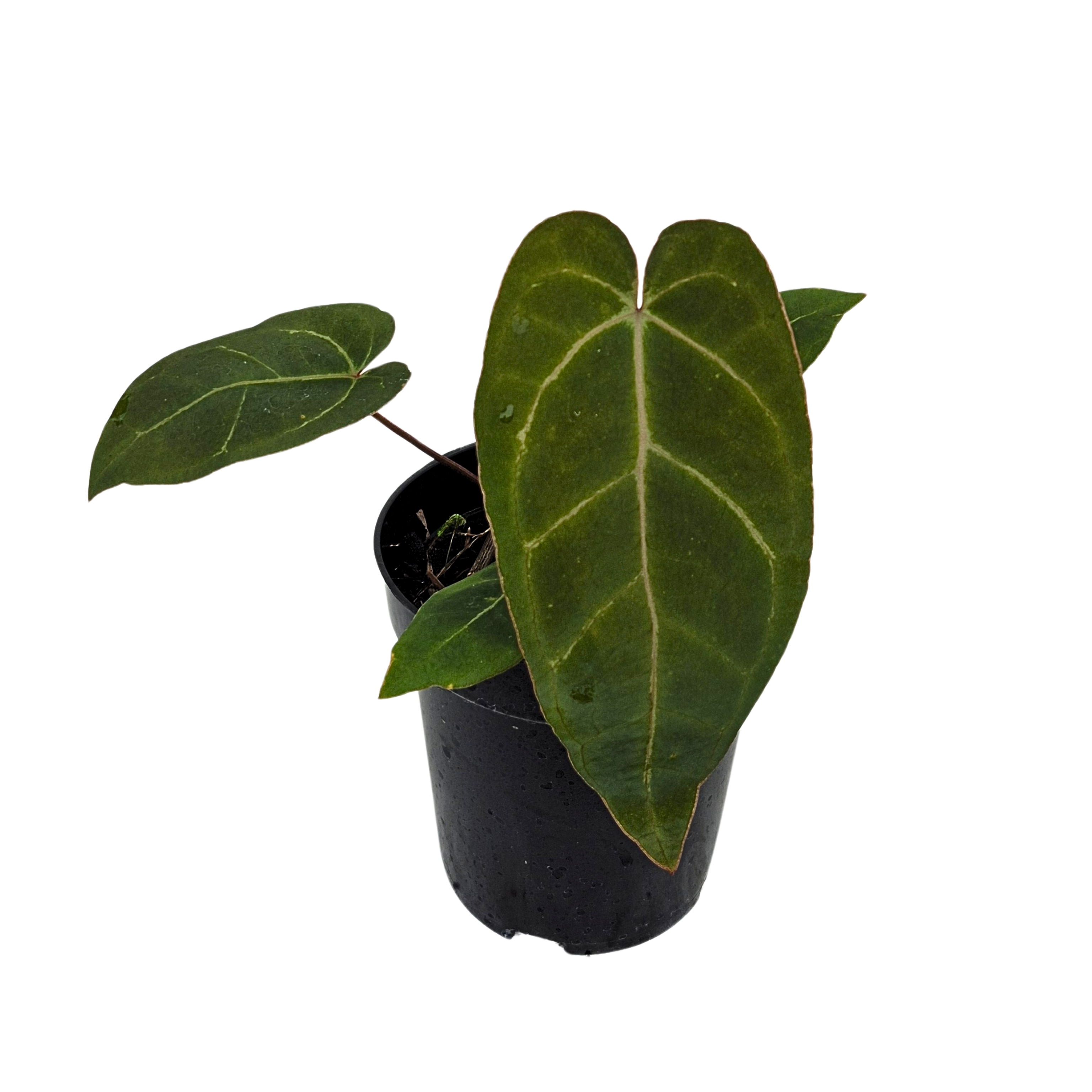 (Red of Java x Indo Porti) x  (Red Gunsal x Blue Papi)