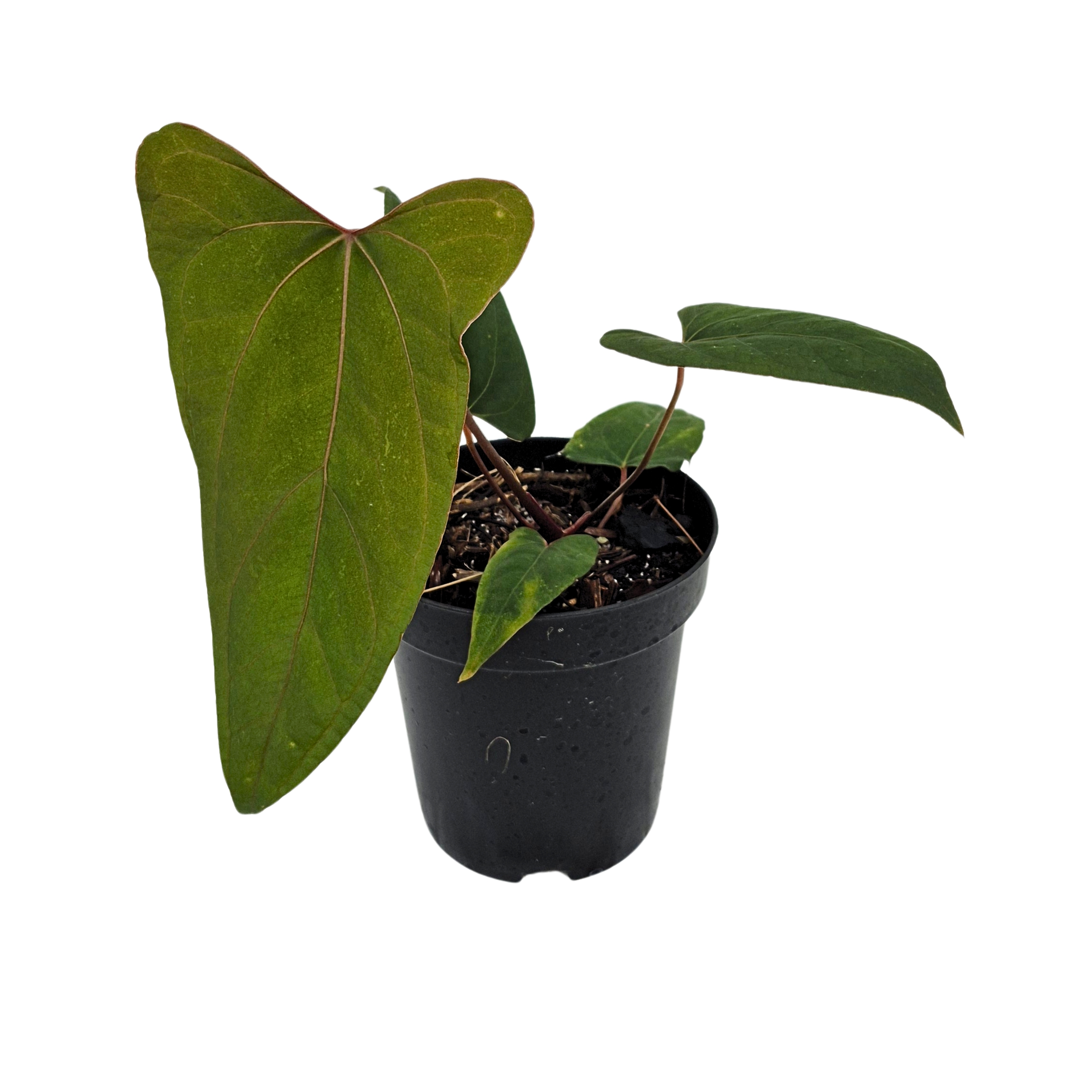 (Red of Java x Indo Porti) x  (Red Gunsal x Blue Papi)