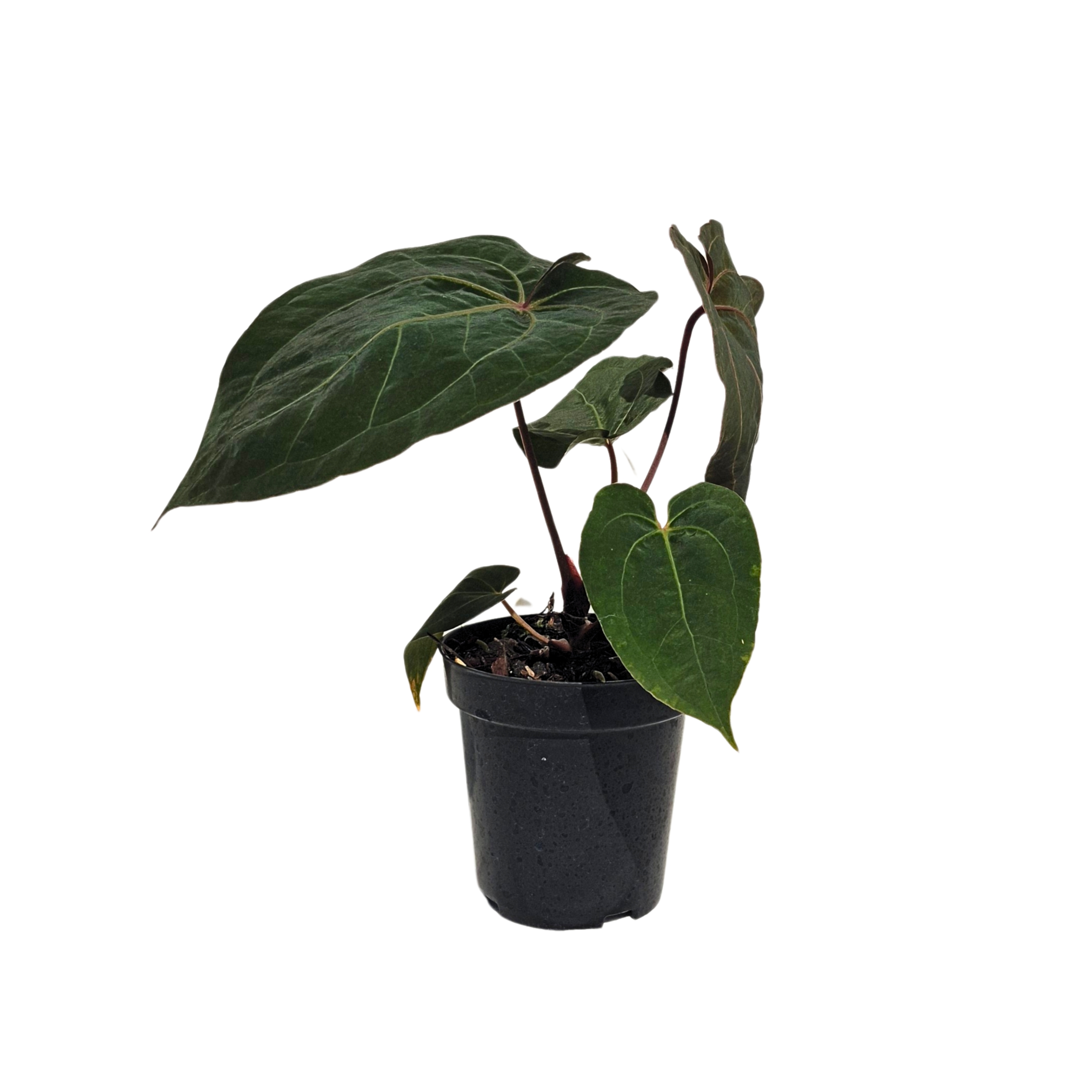 Anthurium Black Velvet Mr. Red x Galaxy #188      