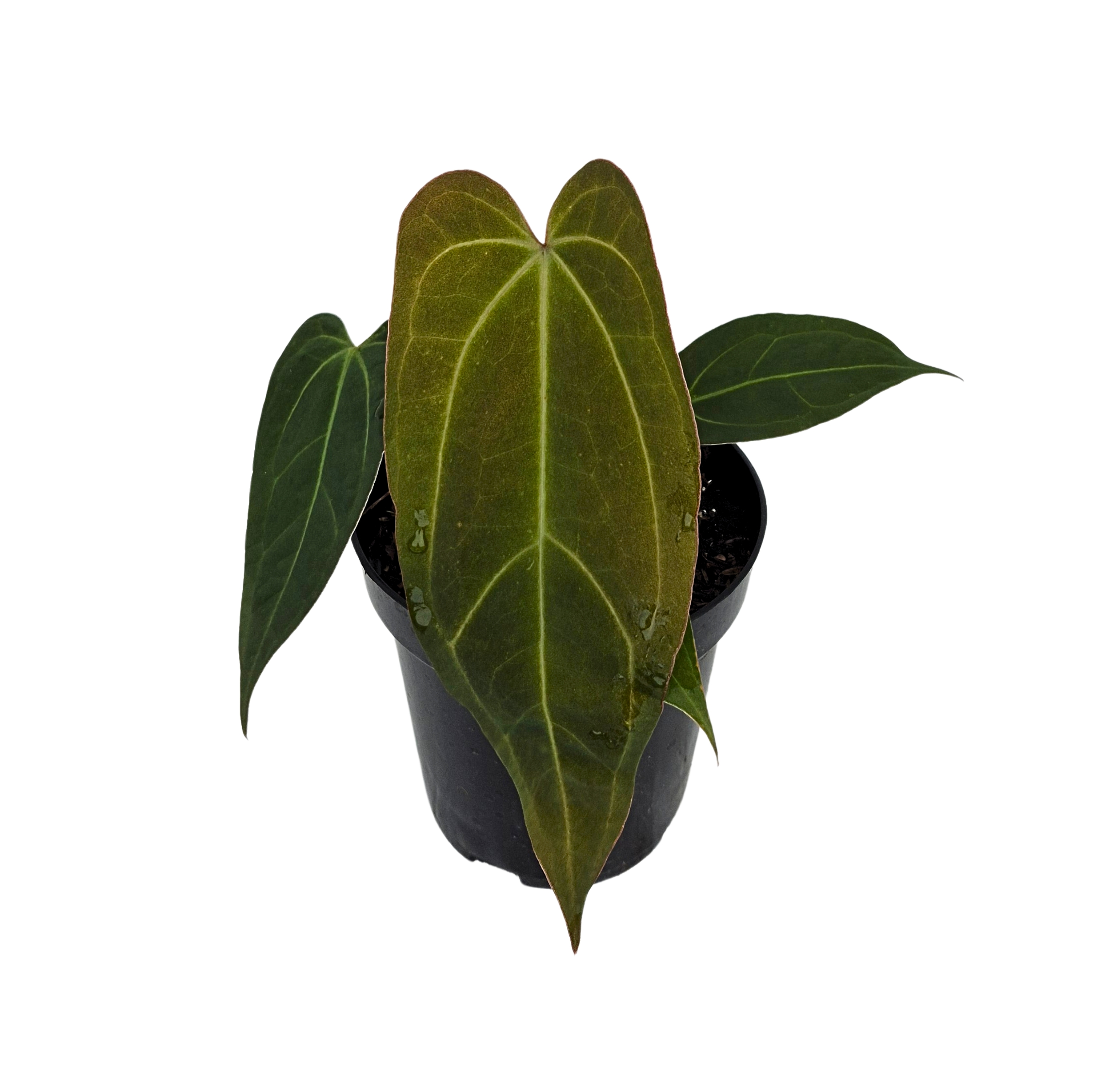 (Fortsherman x Indo Portillae) x Beta Stars