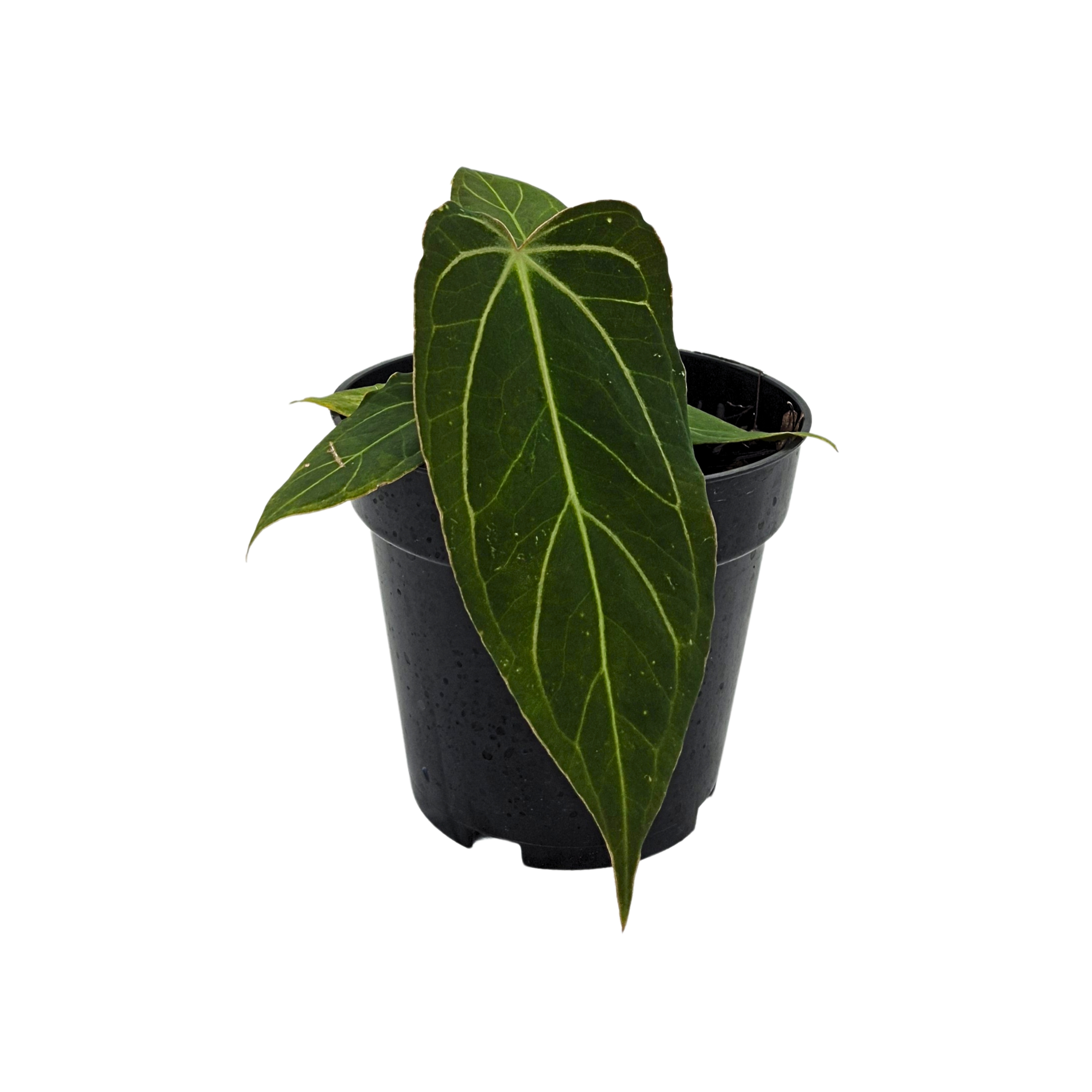 (Fortsherman x RVDP) x Beta Stars