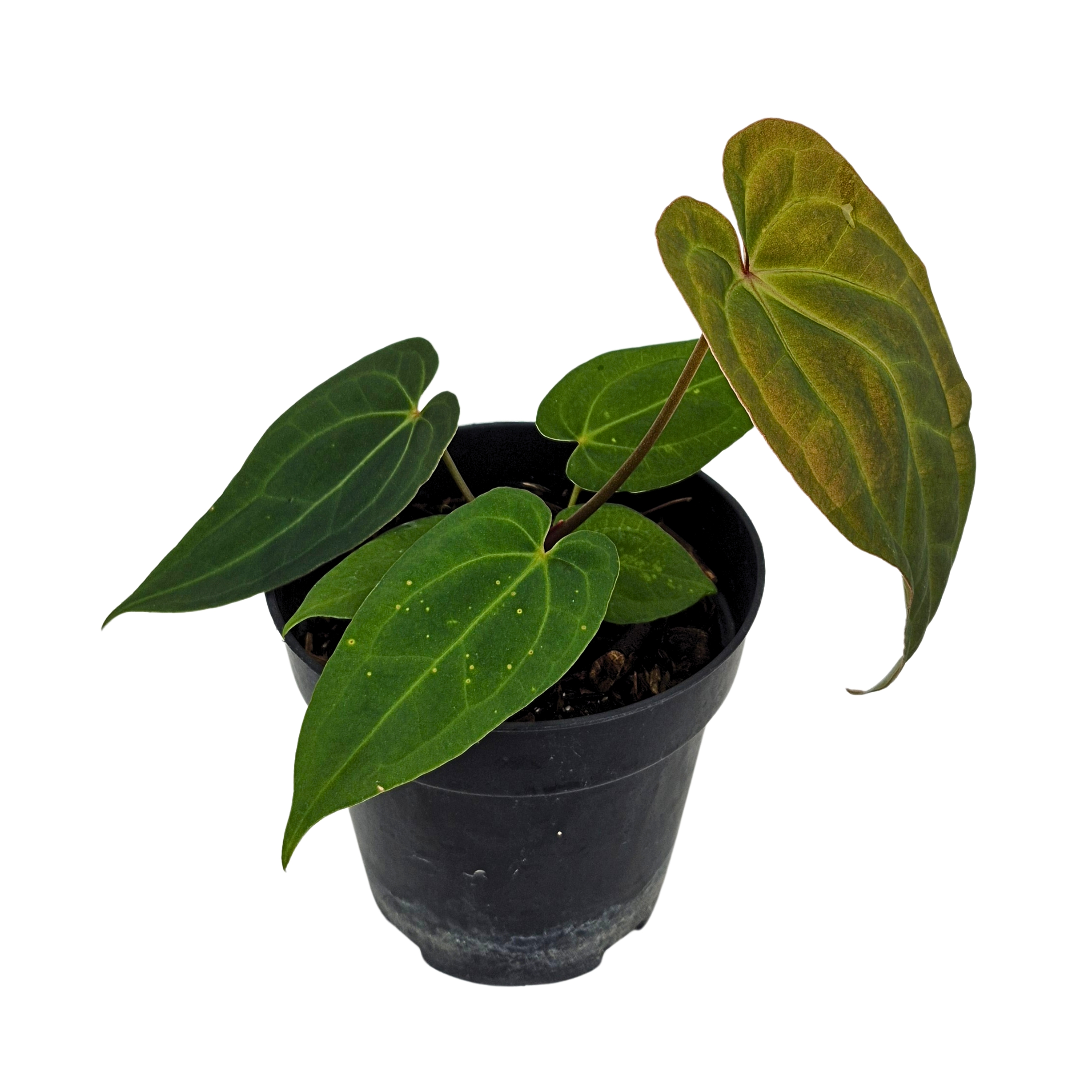 (Papi x Magni) x Sherpa