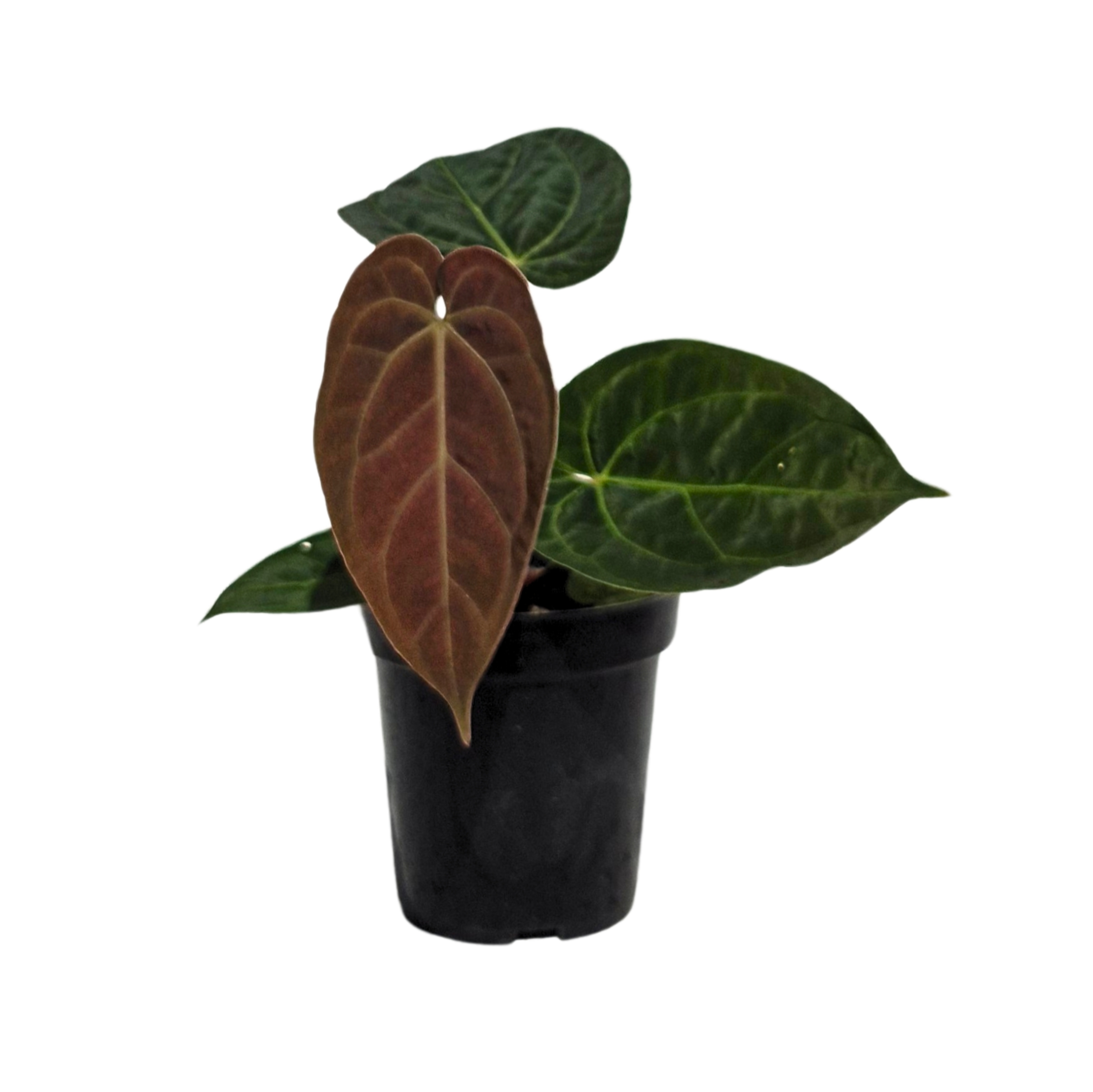 Puntadewa x Crystallinum