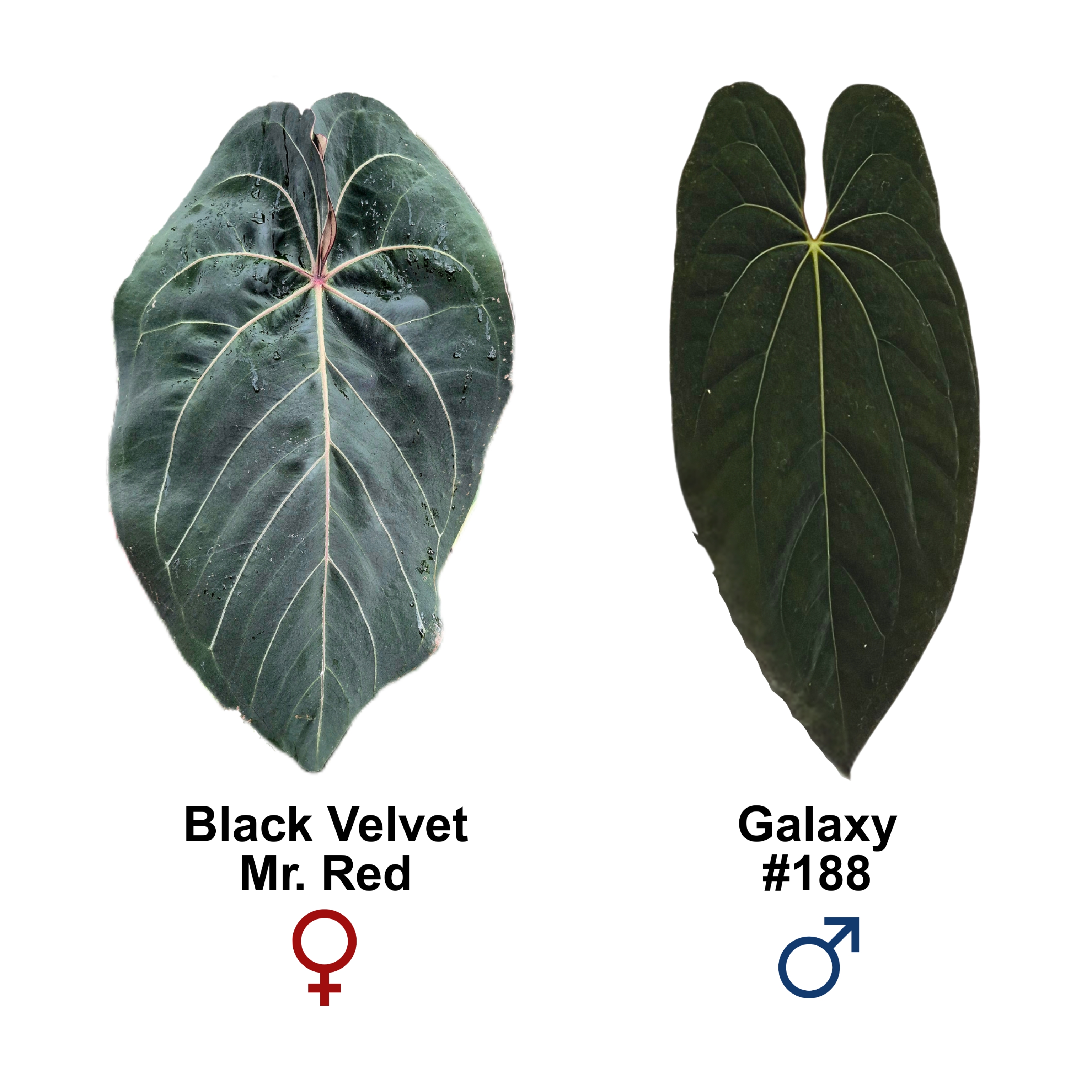 Anthurium Black Velvet Mr. Red x Galaxy #188      