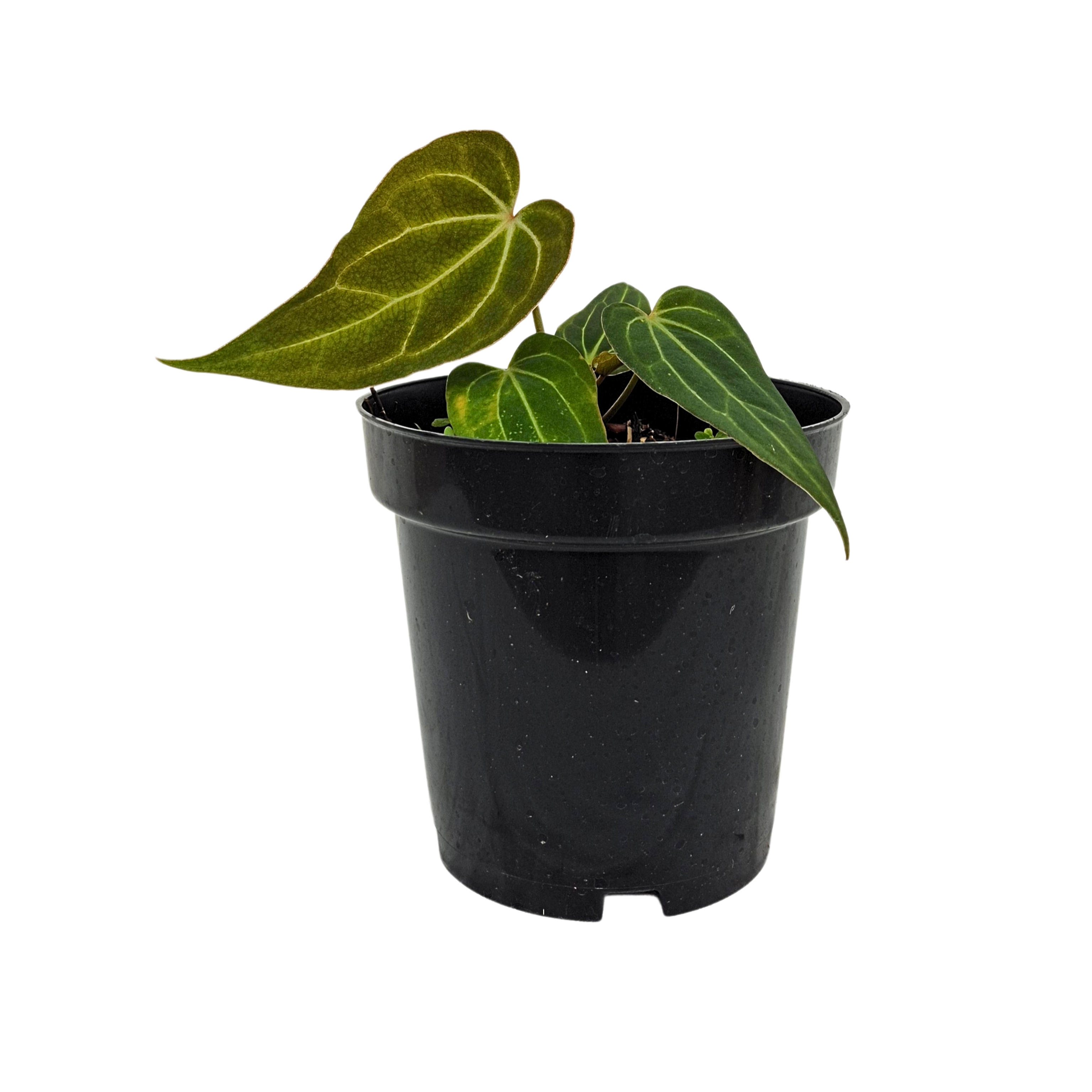 Red Gunsal (x Blue Papi) x Red Spider