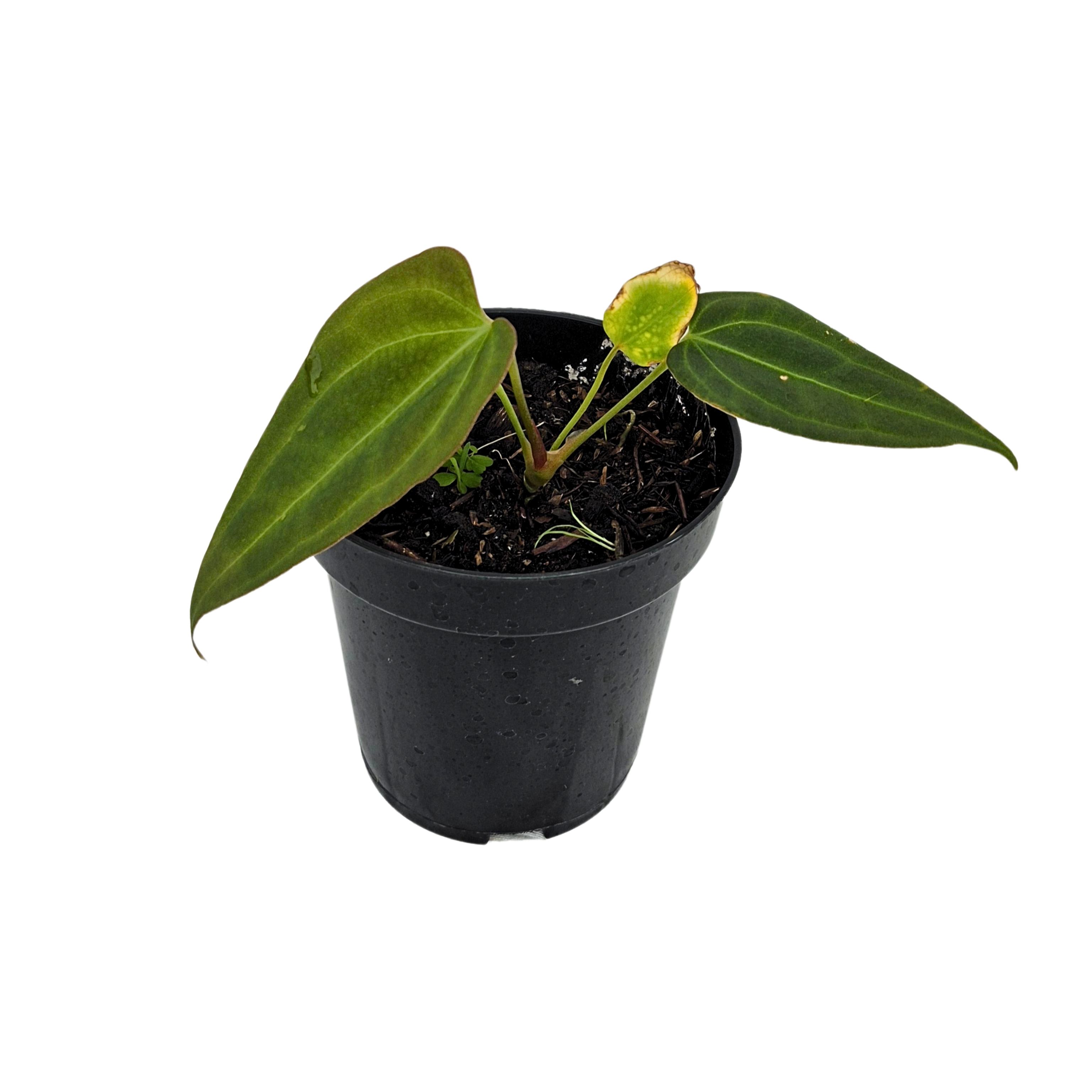 (Fortsherman x Indo Portillae)  x  Crystallinum