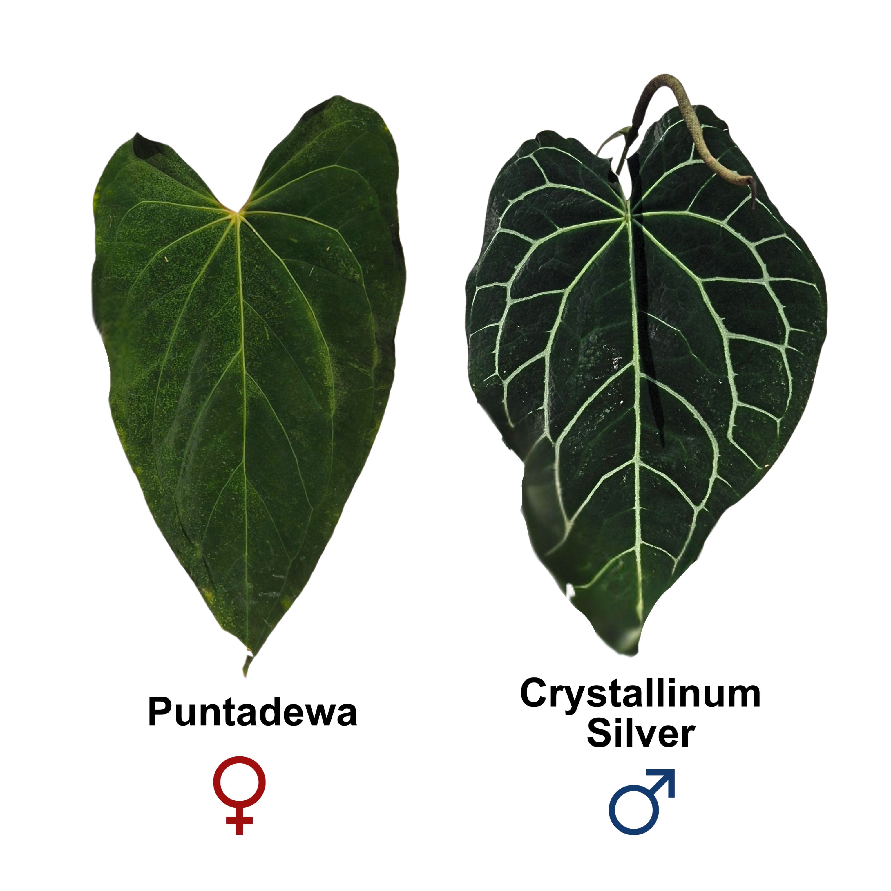 Puntadewa x Crystallinum