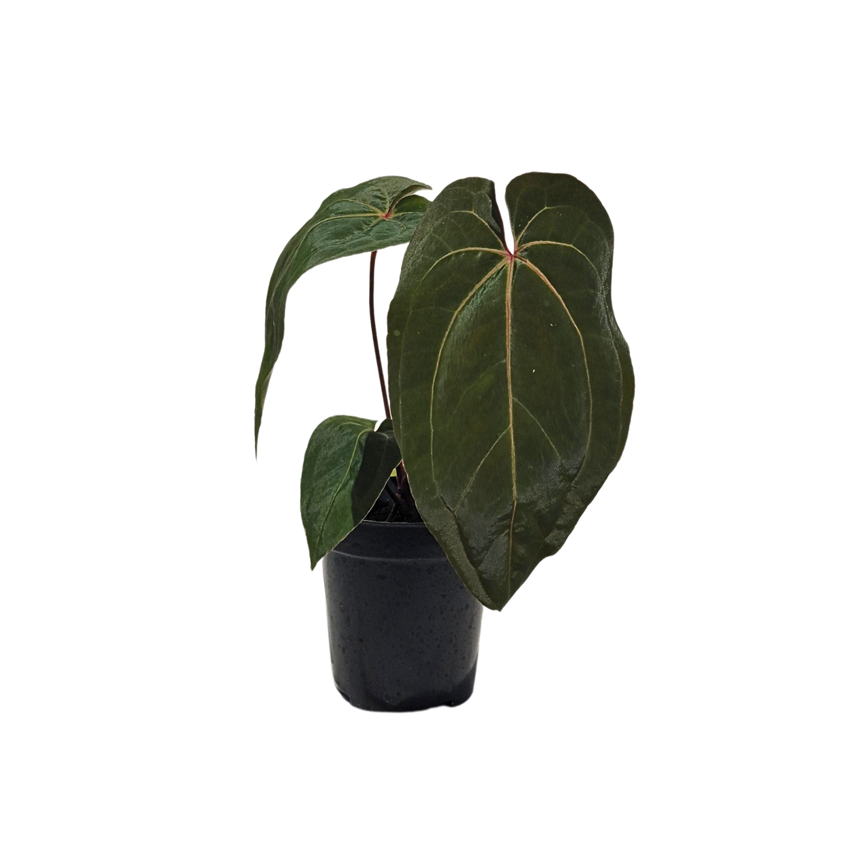 Anthurium Black Velvet Mr. Red x Galaxy #188      