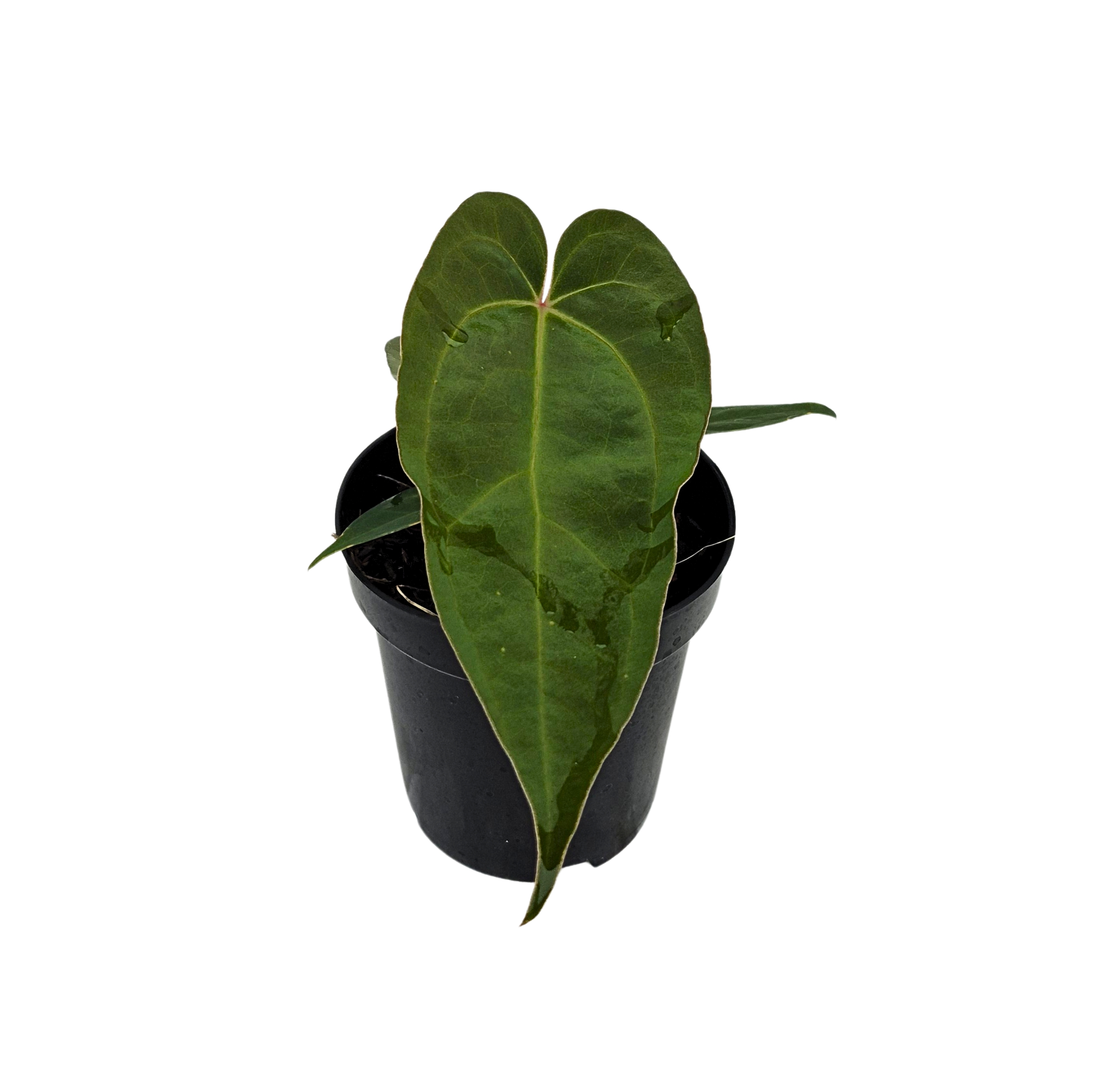 (Papi x Magni) x Sherpa